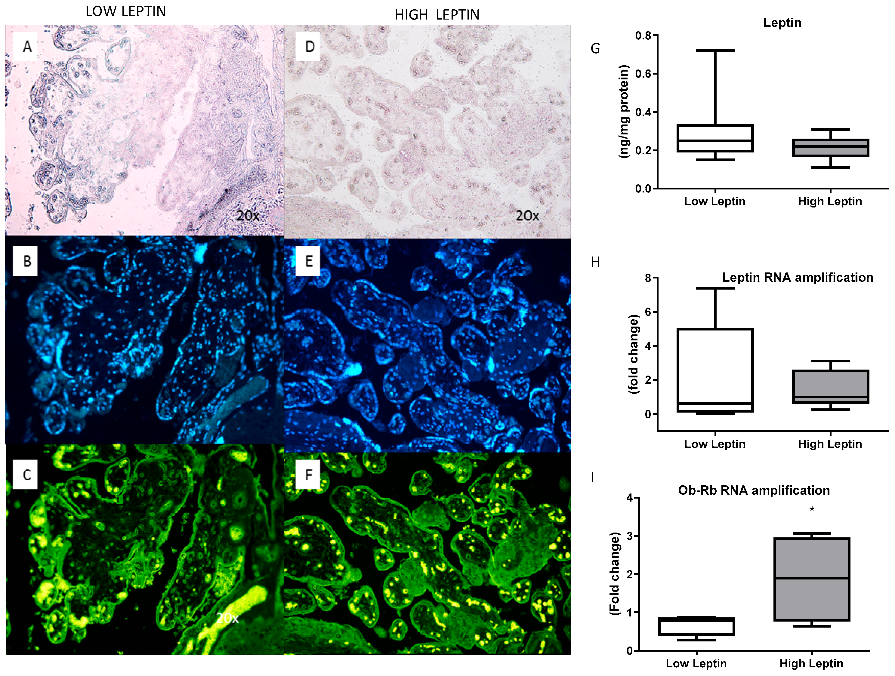 Obesities 04 00003 g003