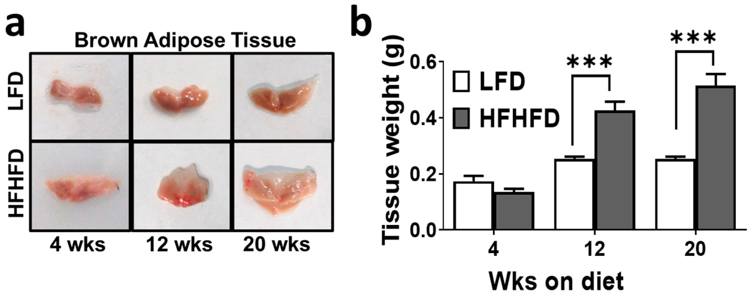 Obesities 04 00010 g001