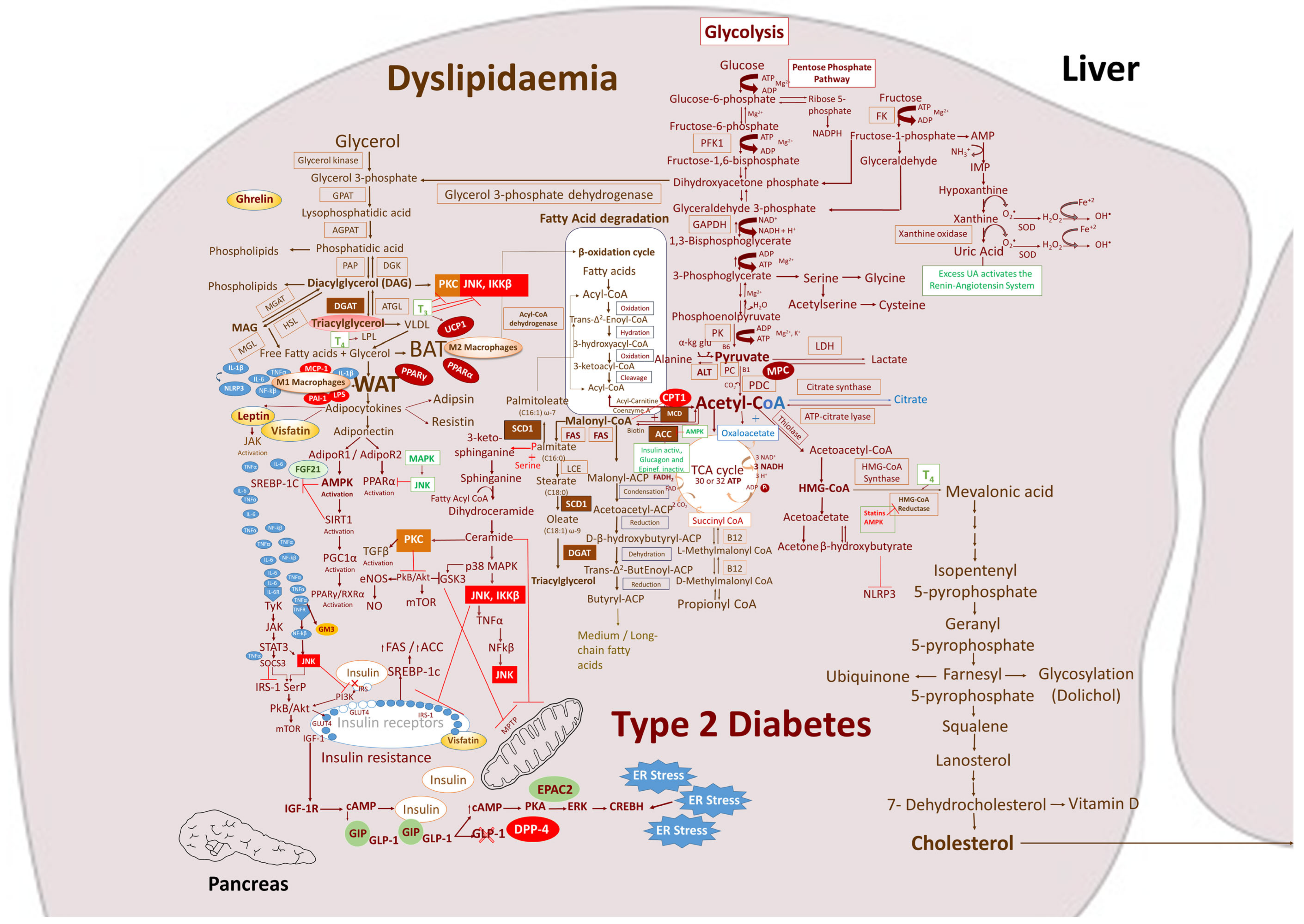 The Metabolic Syndrome: An Overview and Proposed Mechanisms