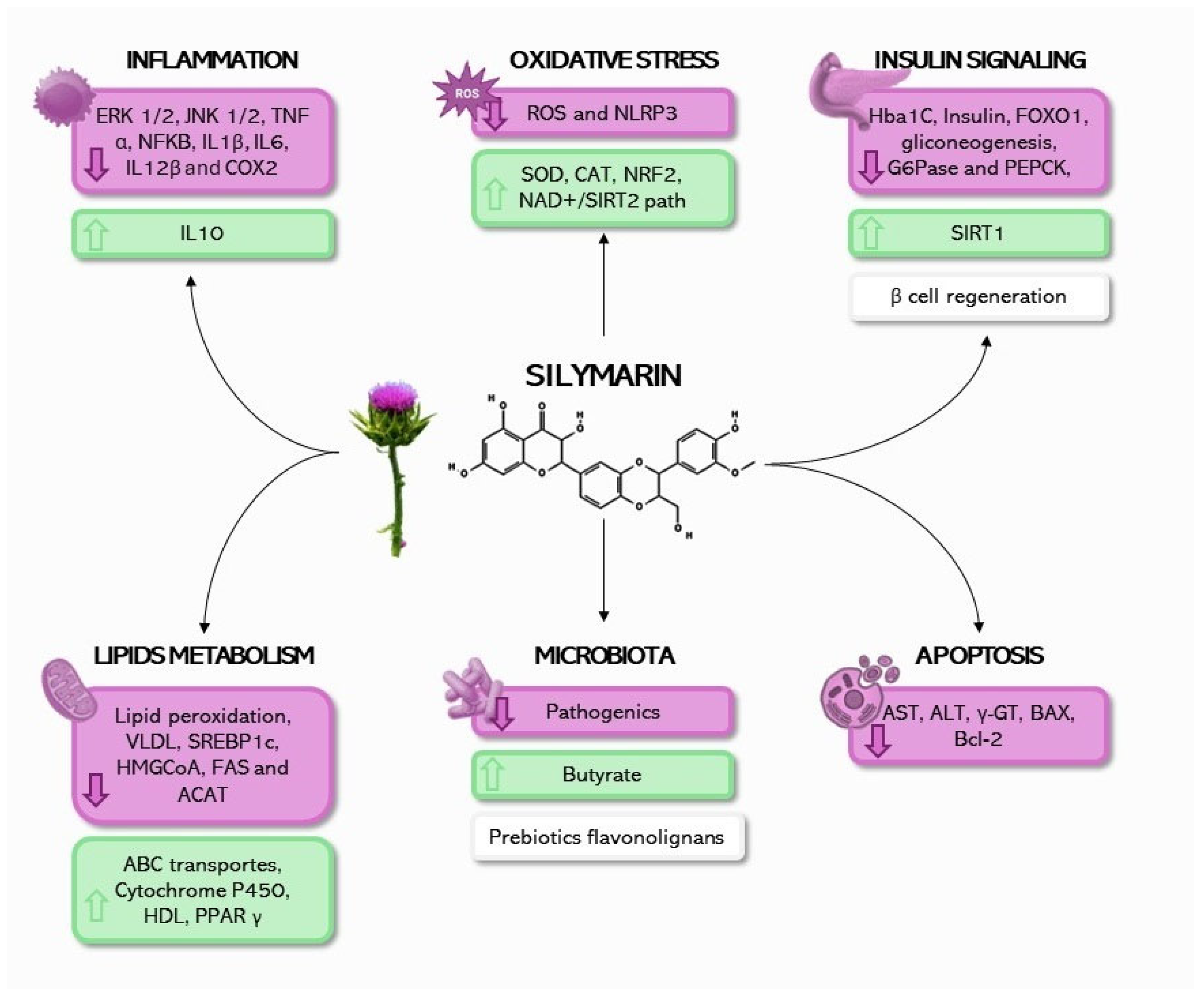 Obesities 04 00024 g002