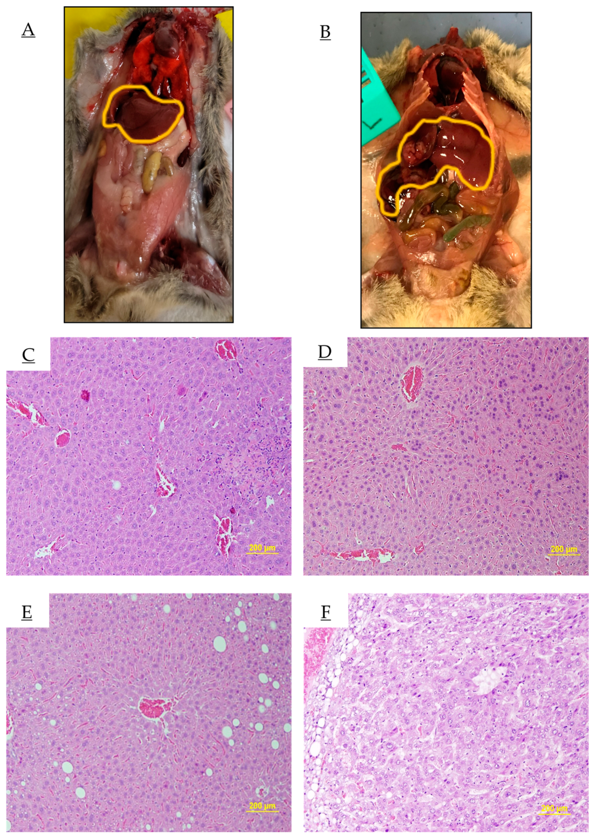Obesities 04 00025 g005