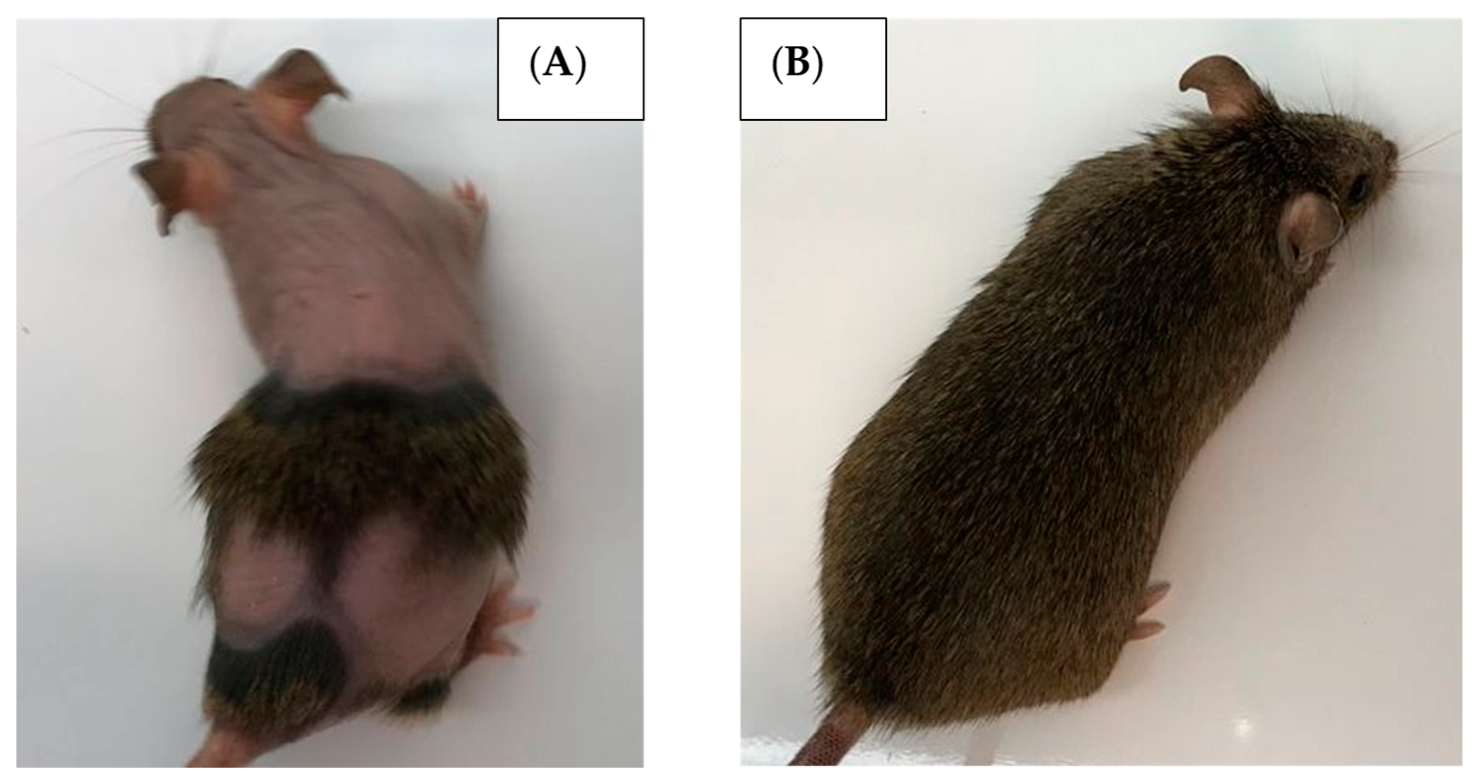 Obesities 04 00025 g006