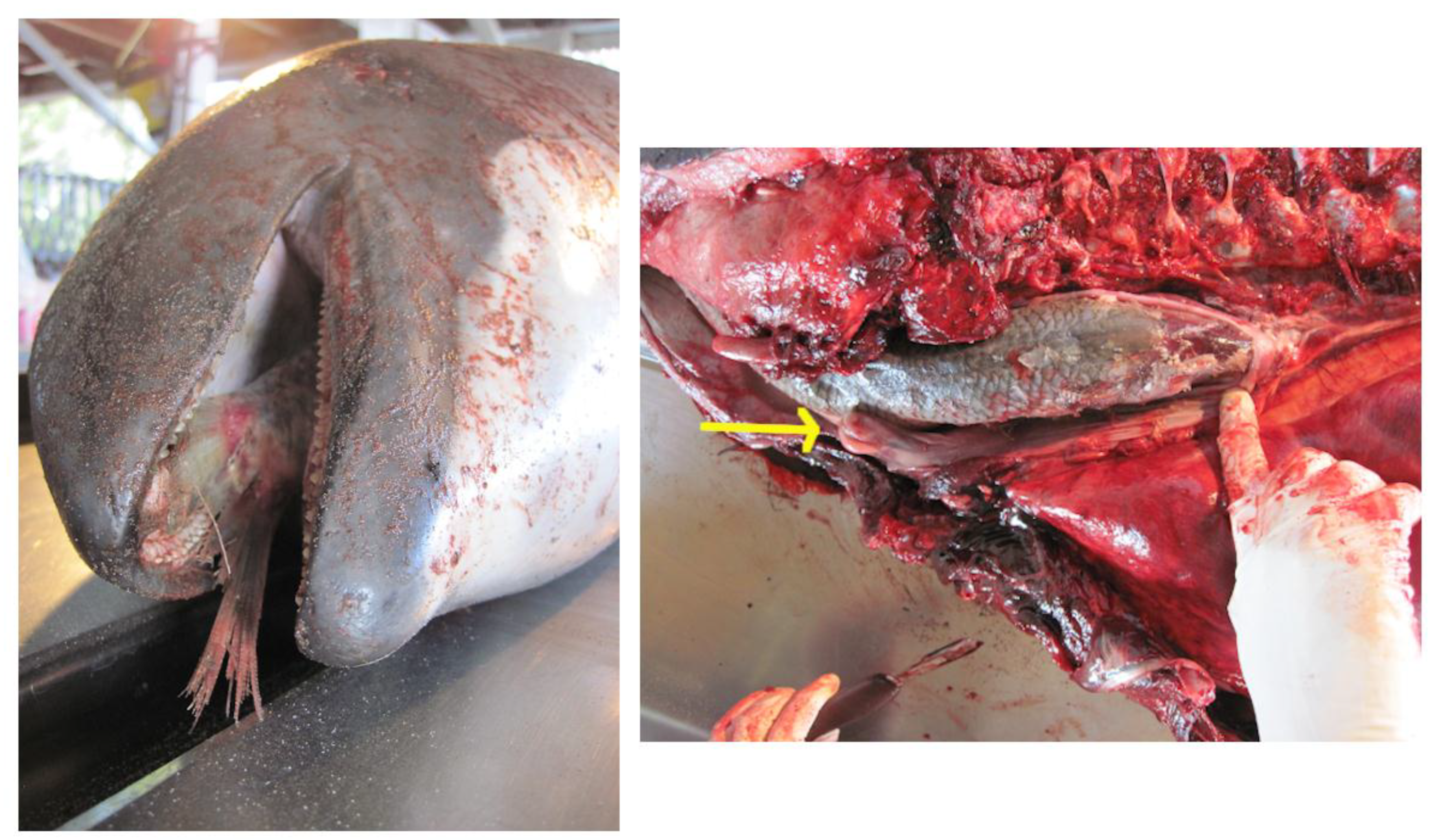 Oceans 01 00008 g002