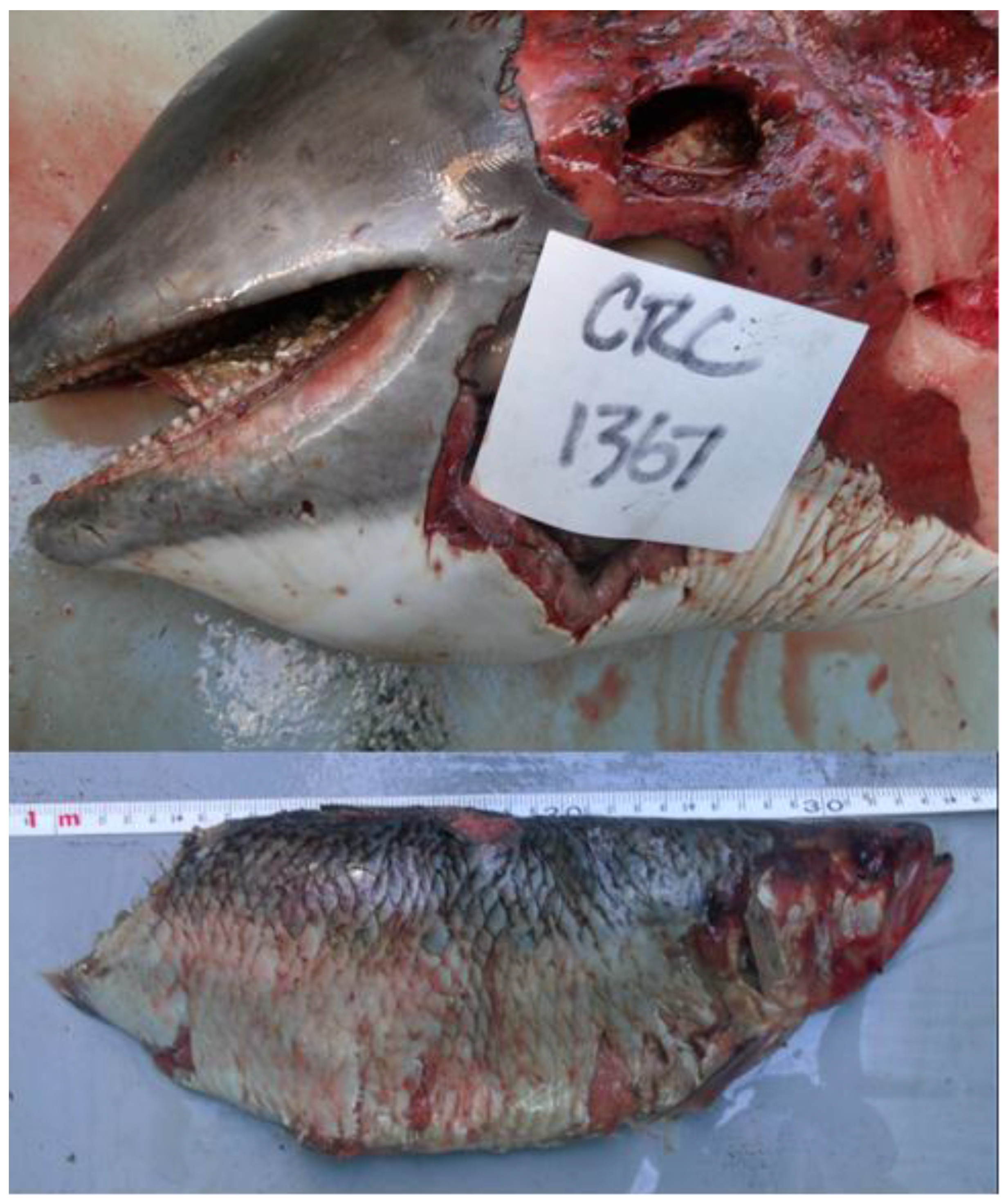 Oceans 01 00008 g003