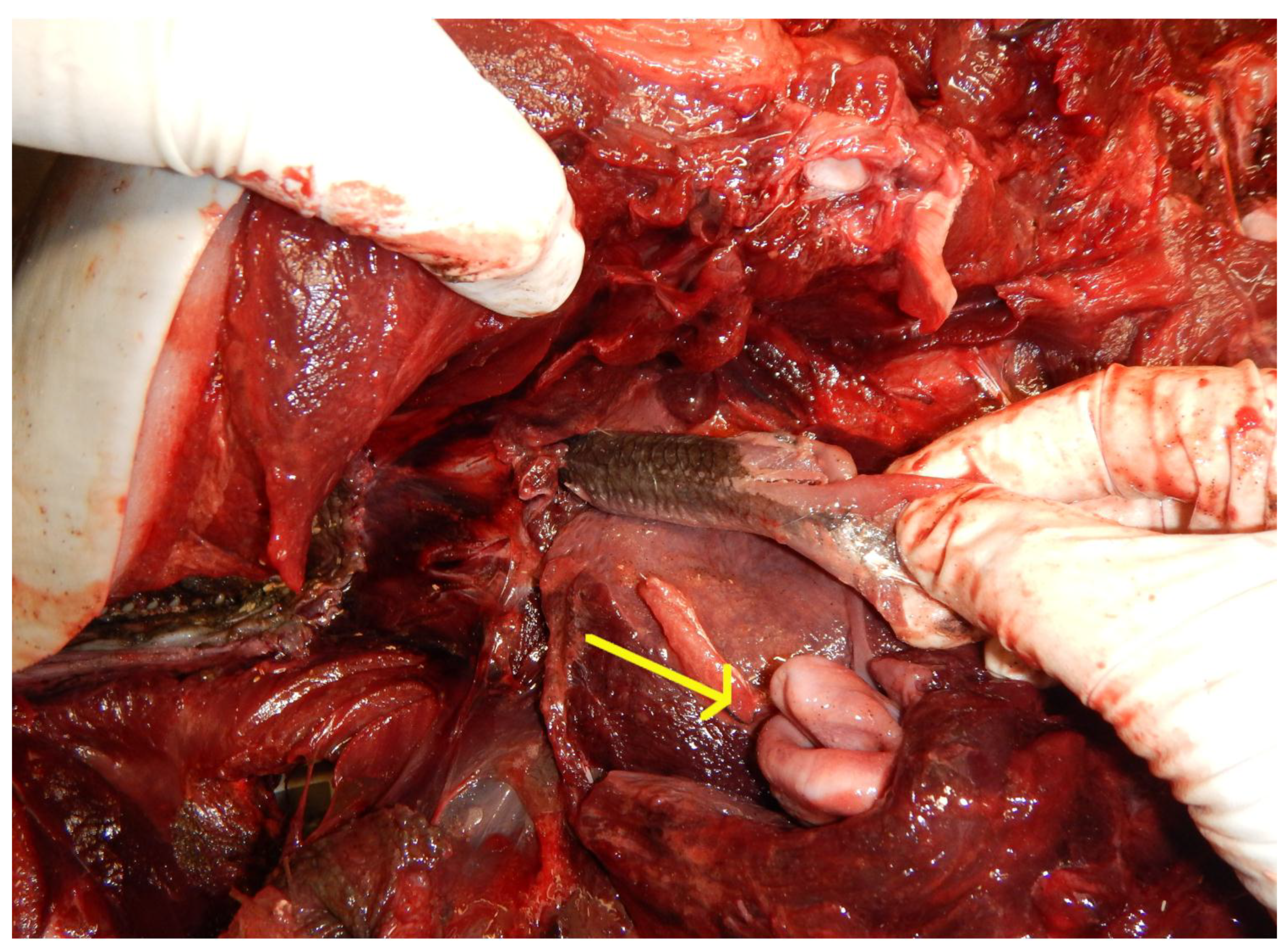 Oceans 01 00008 g004