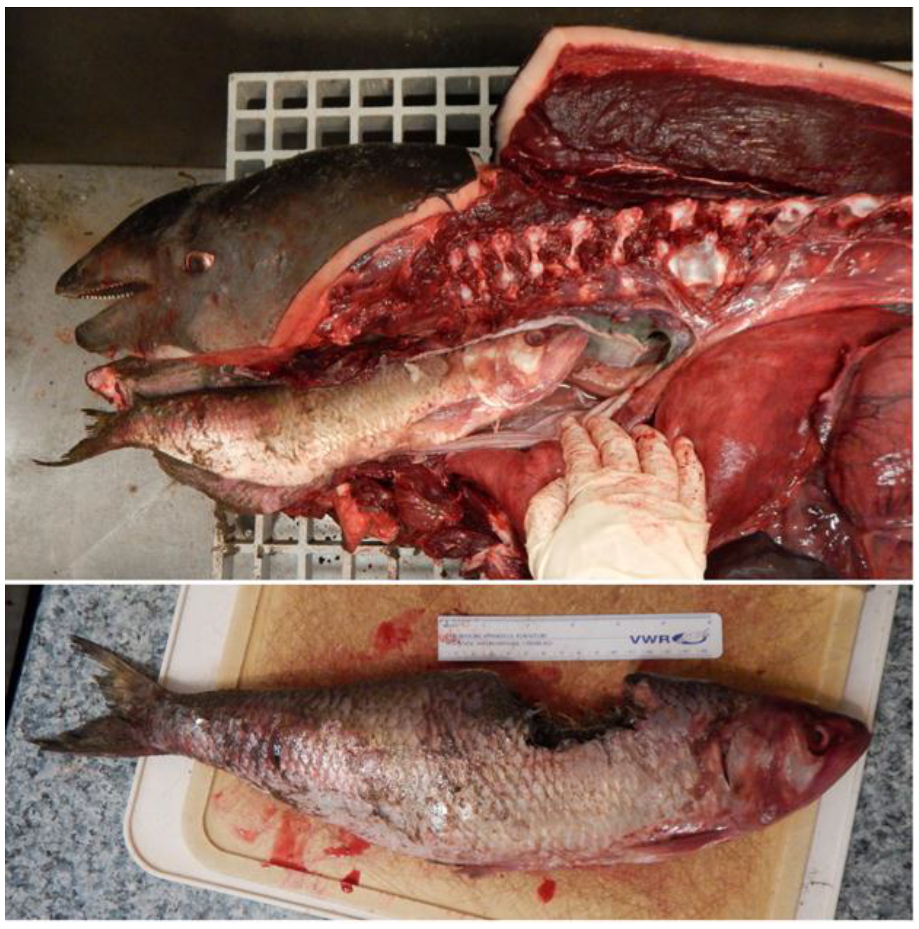 Oceans 01 00008 g005