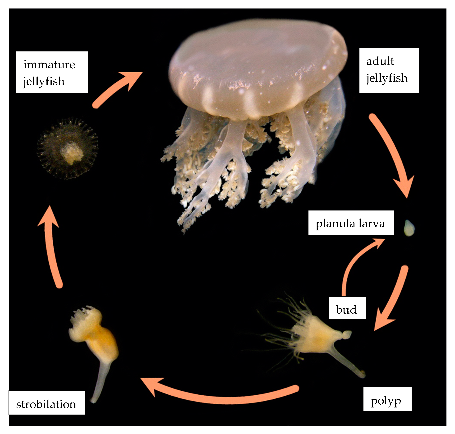 Стадия жизненного цикла медузы. Личинка сцифоидных медуз. Жизненный цикл сцифоидной медузы Аурелии. Сцифистома медузы.