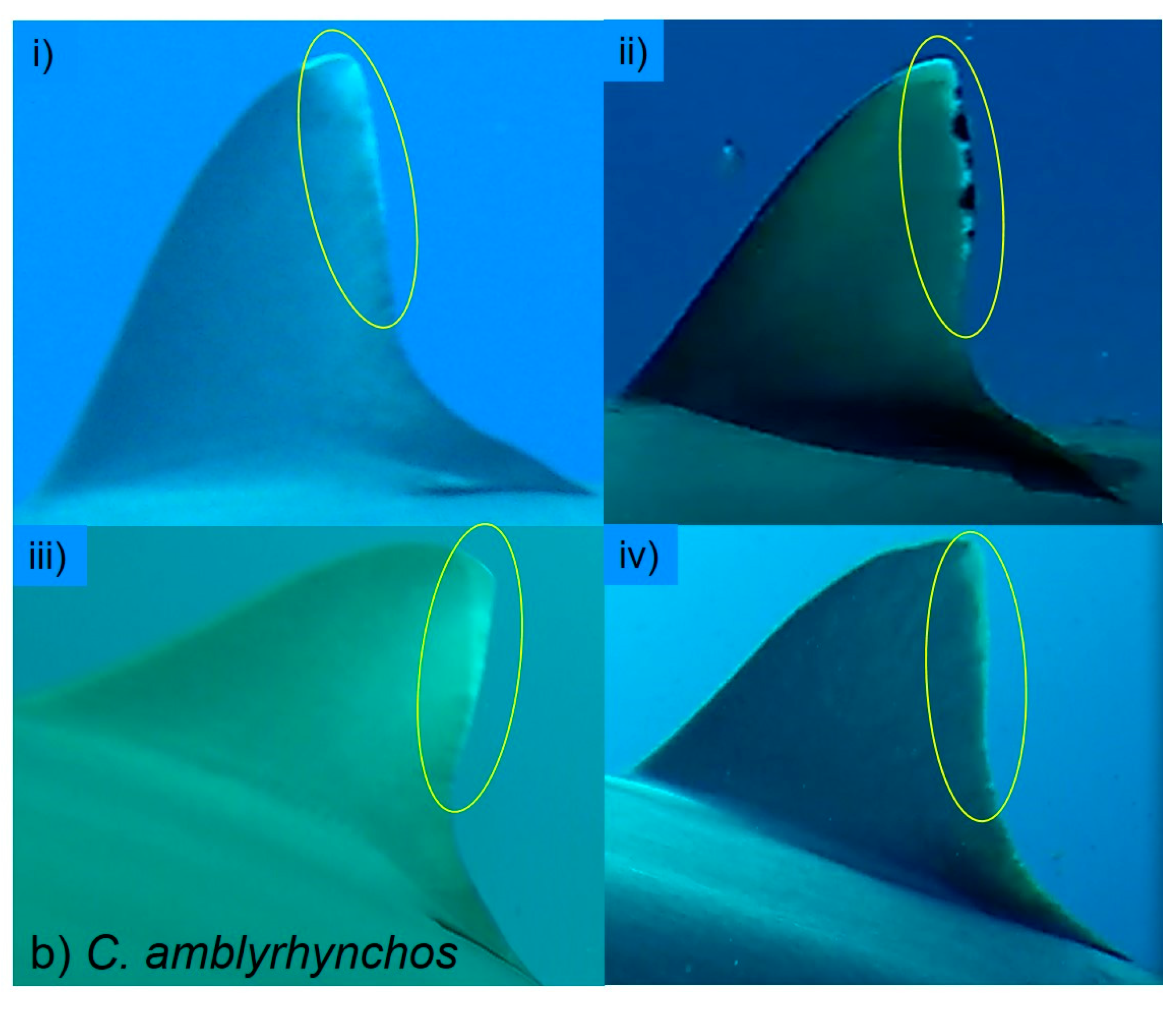 Oceans 01 00019 g003b