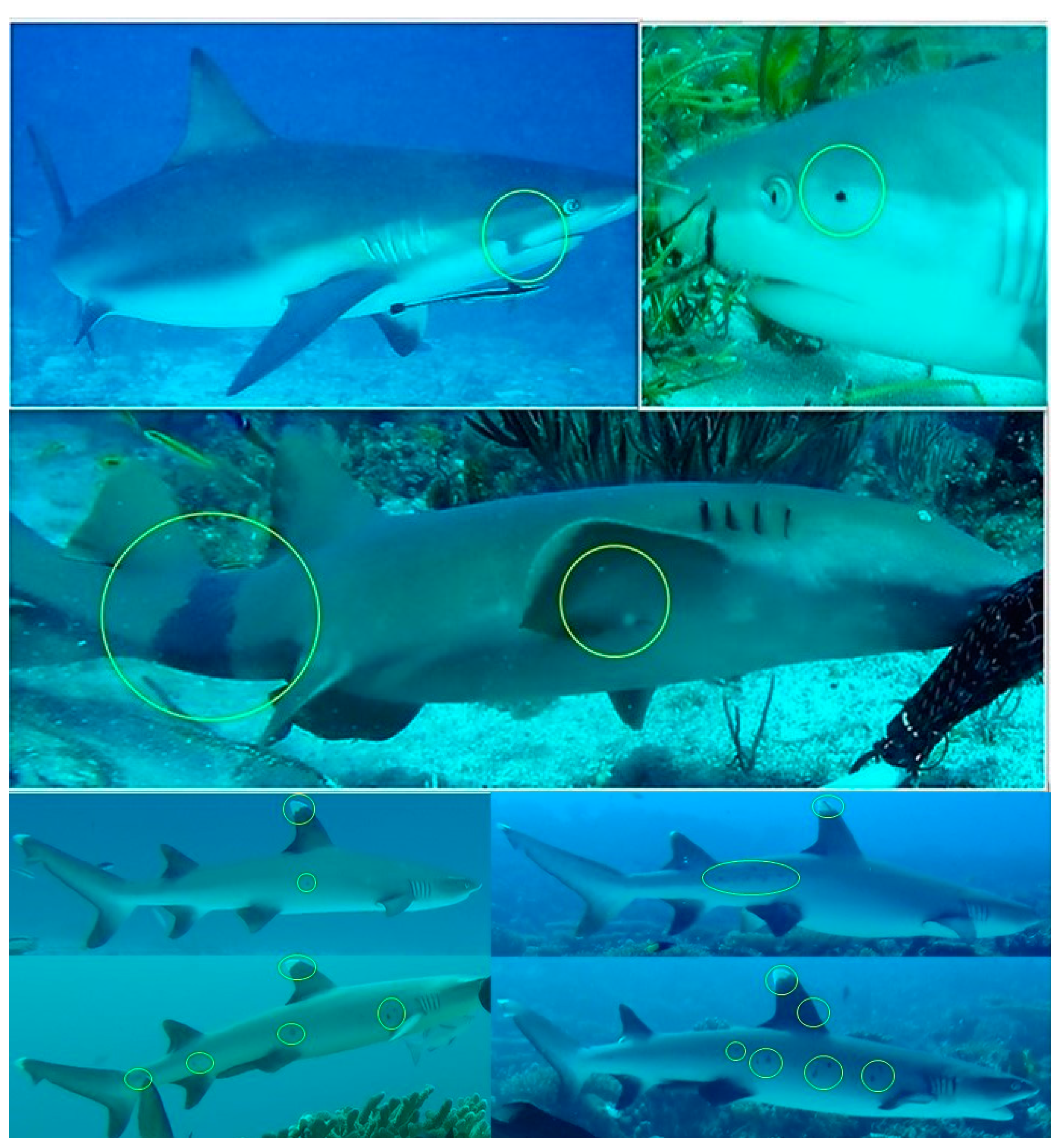 Oceans 01 00019 g004