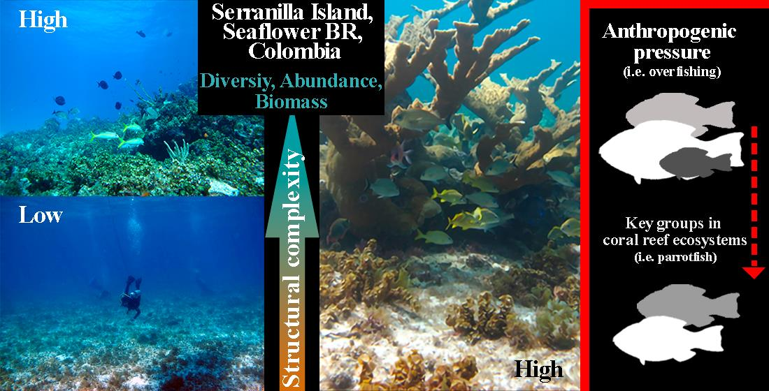 Oceans Free Full Text Reef Structural Complexity Influences Fish Community Metrics On A Remote Oceanic Island Serranilla Island Seaflower Biosphere Reserve Colombia Html