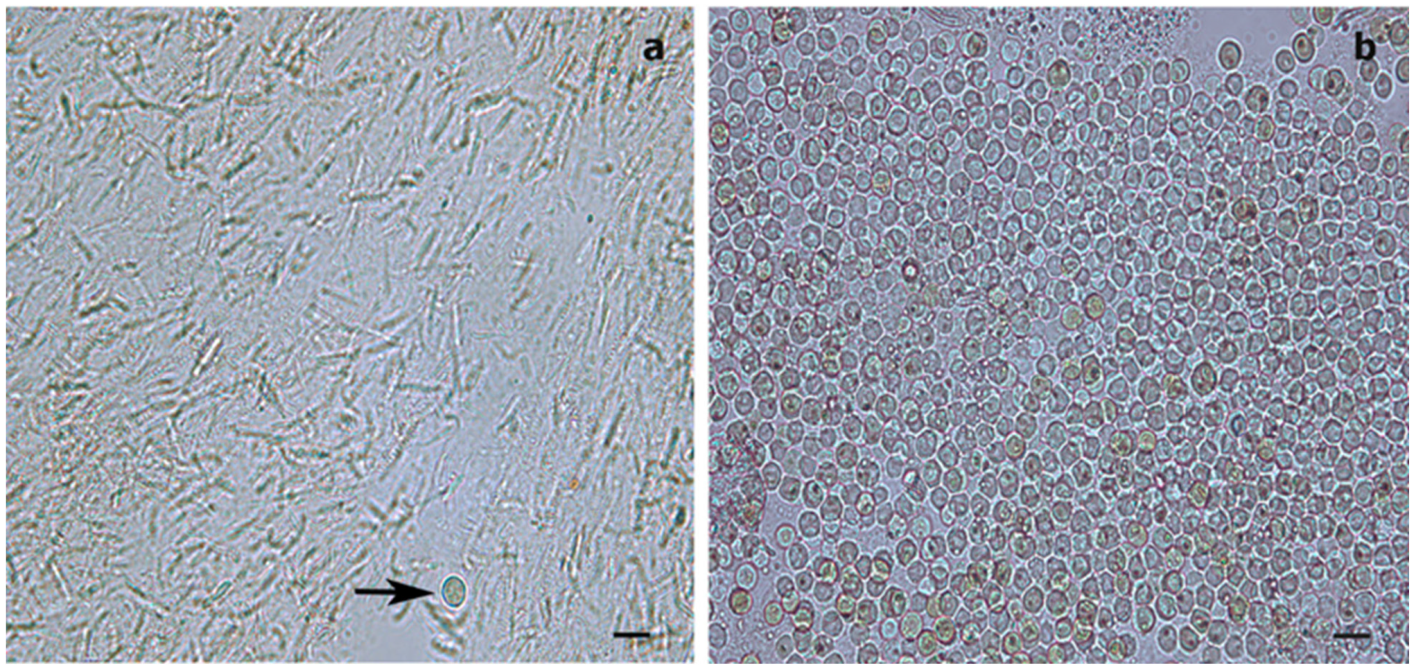 Oceans 02 00044 g003 550