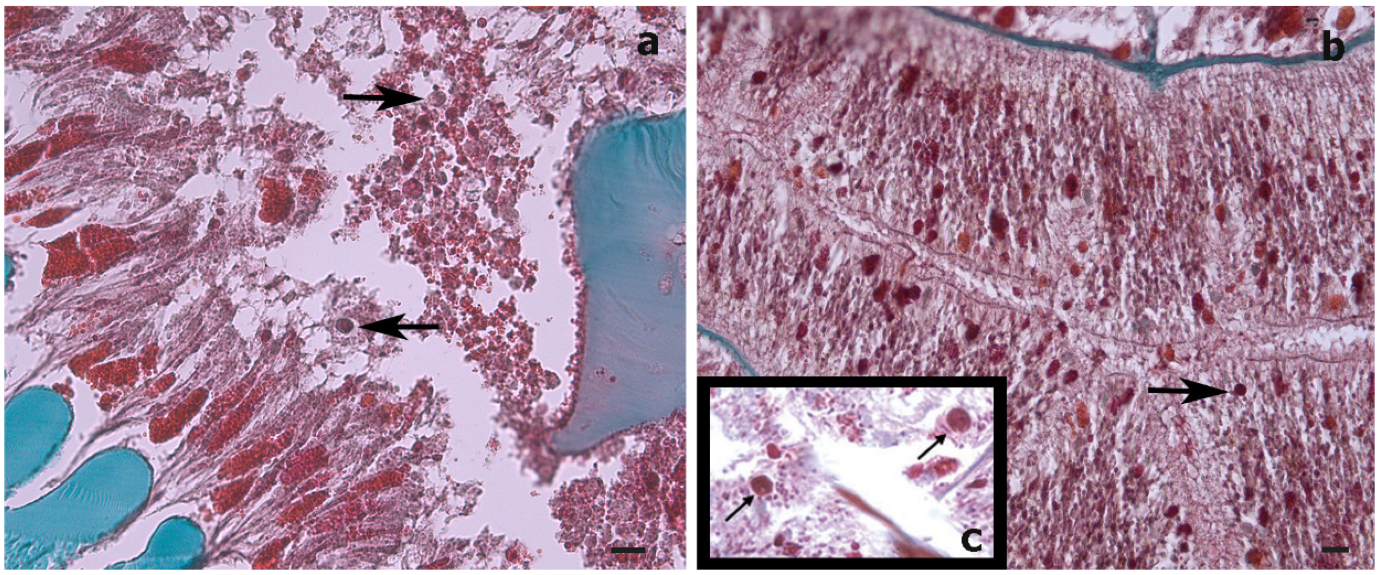 Oceans 02 00044 g004 550