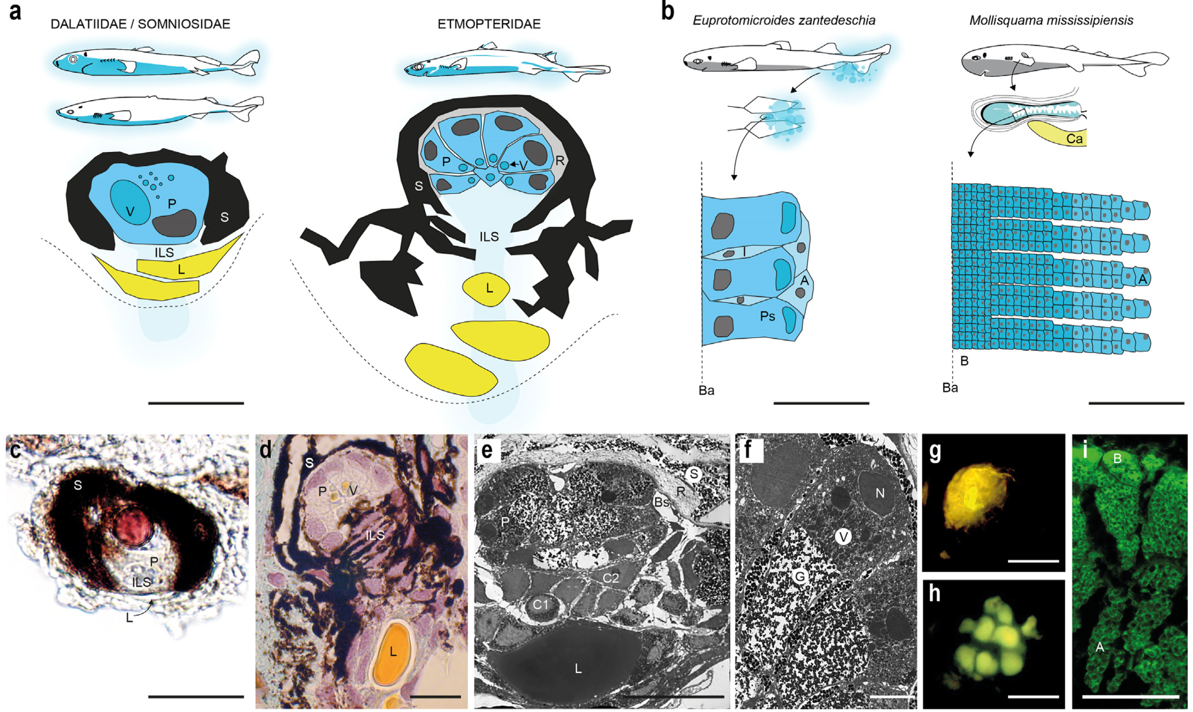 Oceans 02 00047 g004