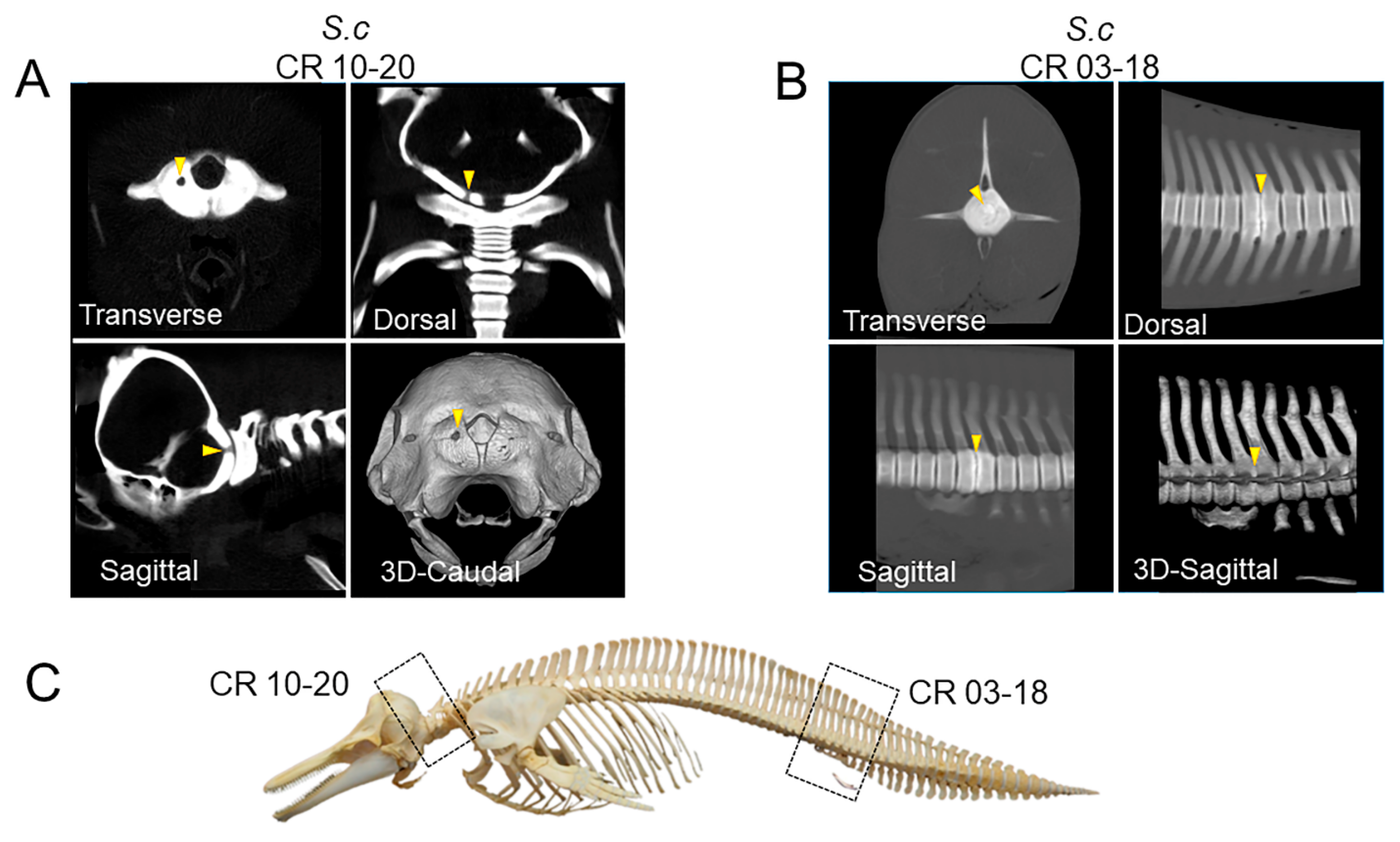 Oceans 03 00014 g004