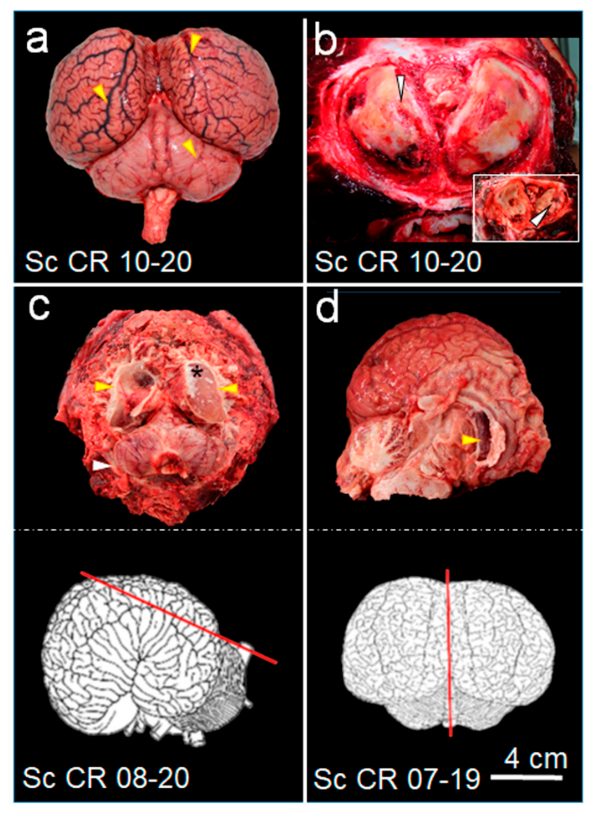 Oceans 03 00014 g005