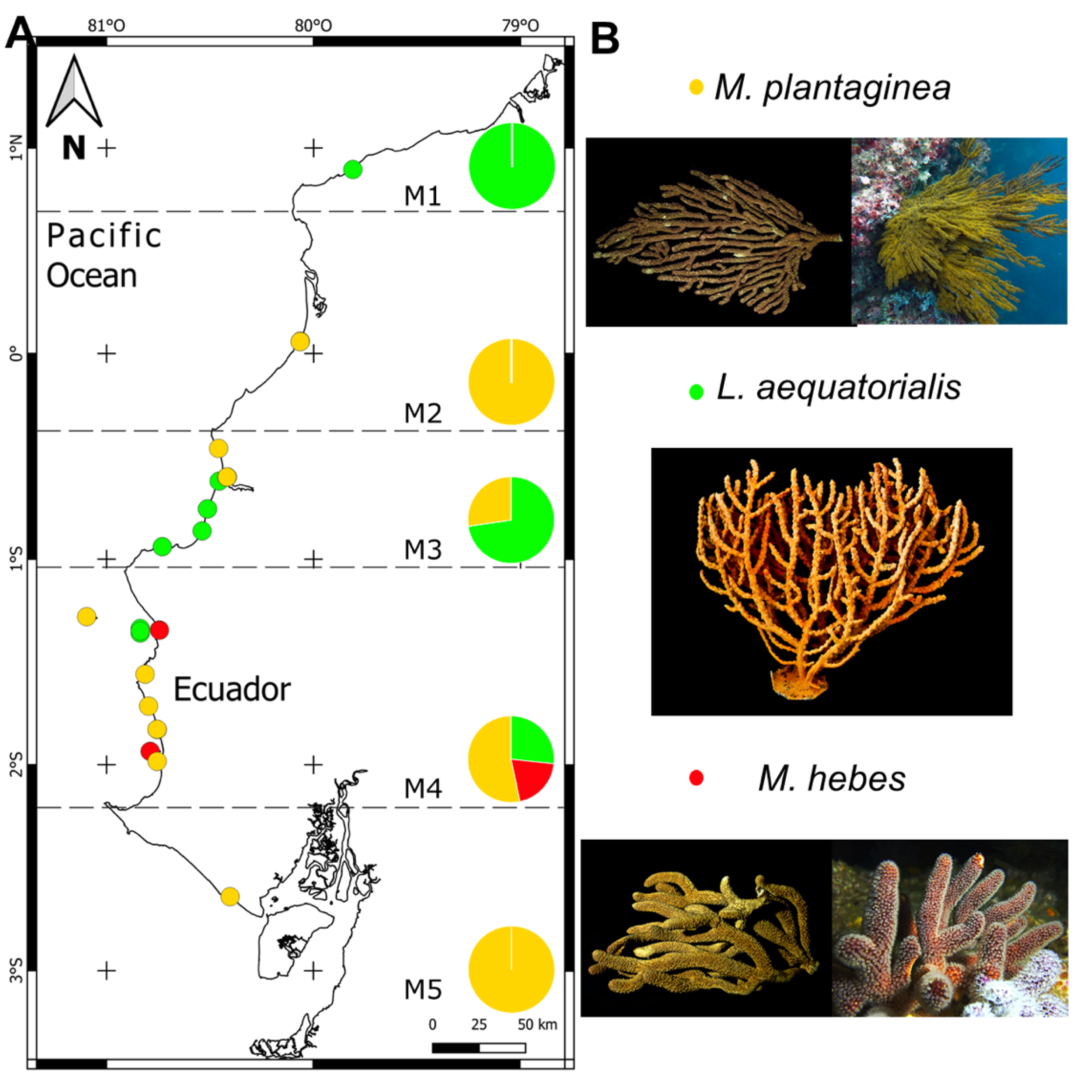 Oceans | Free Full-Text | Octocoral Distribution Patterns at the ...