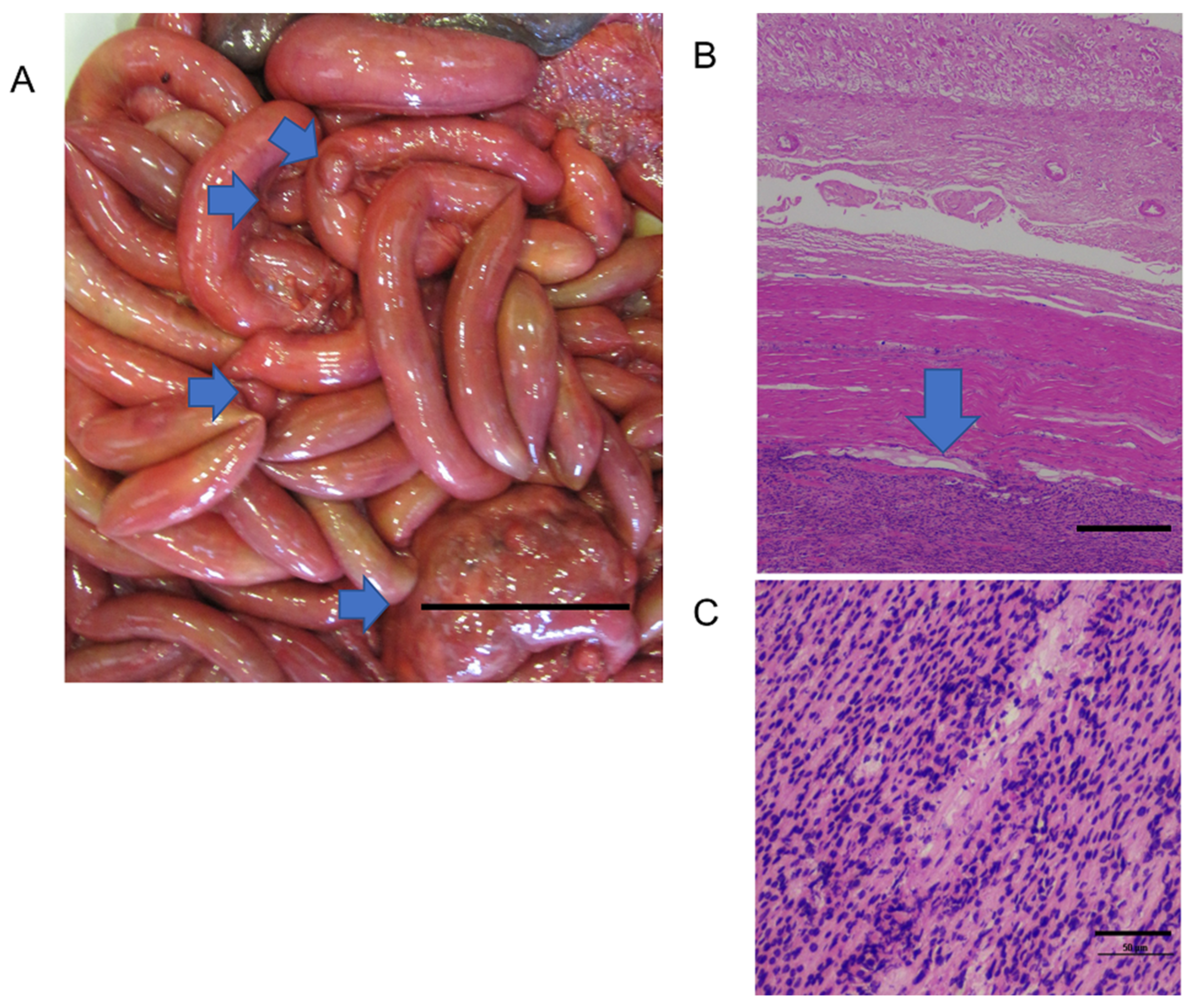 Oceans 03 00030 g007