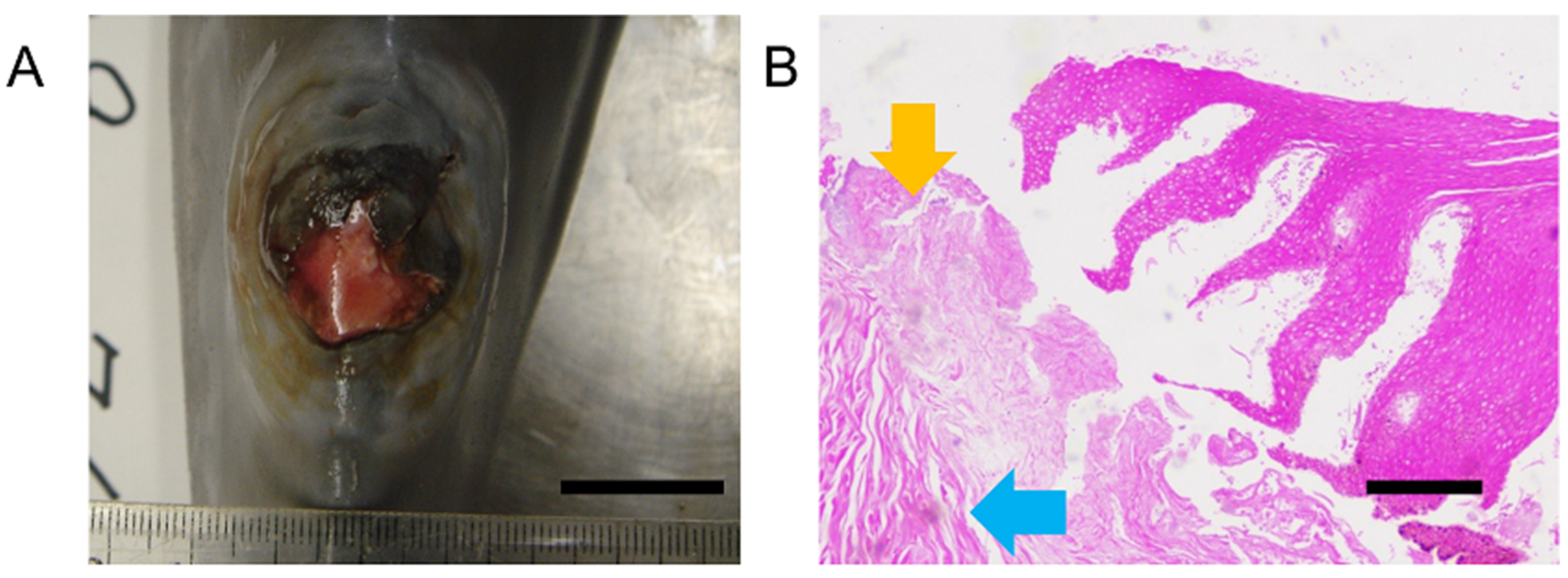 Oceans 03 00030 g0a3