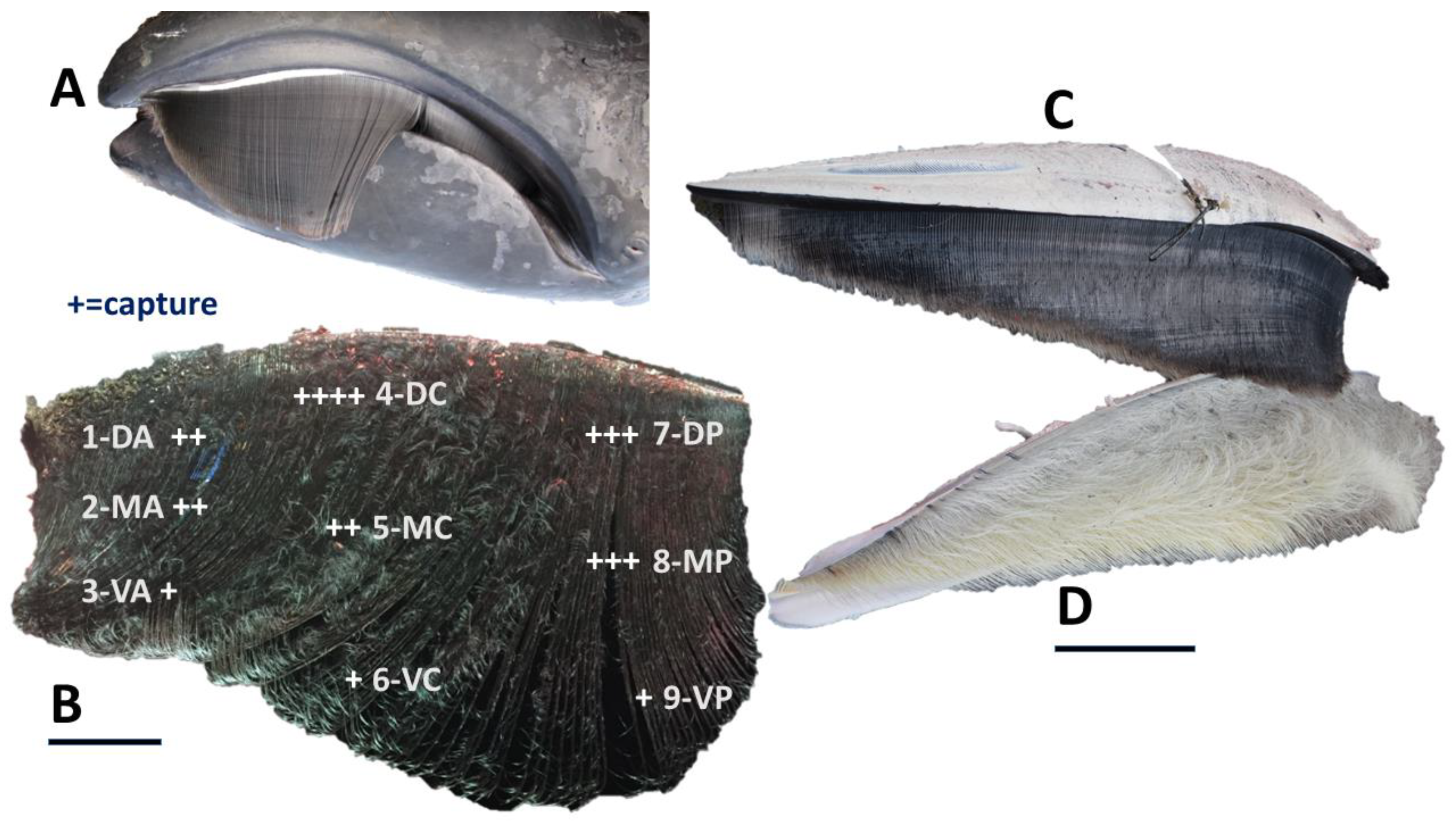 Oceans 05 00004 g008
