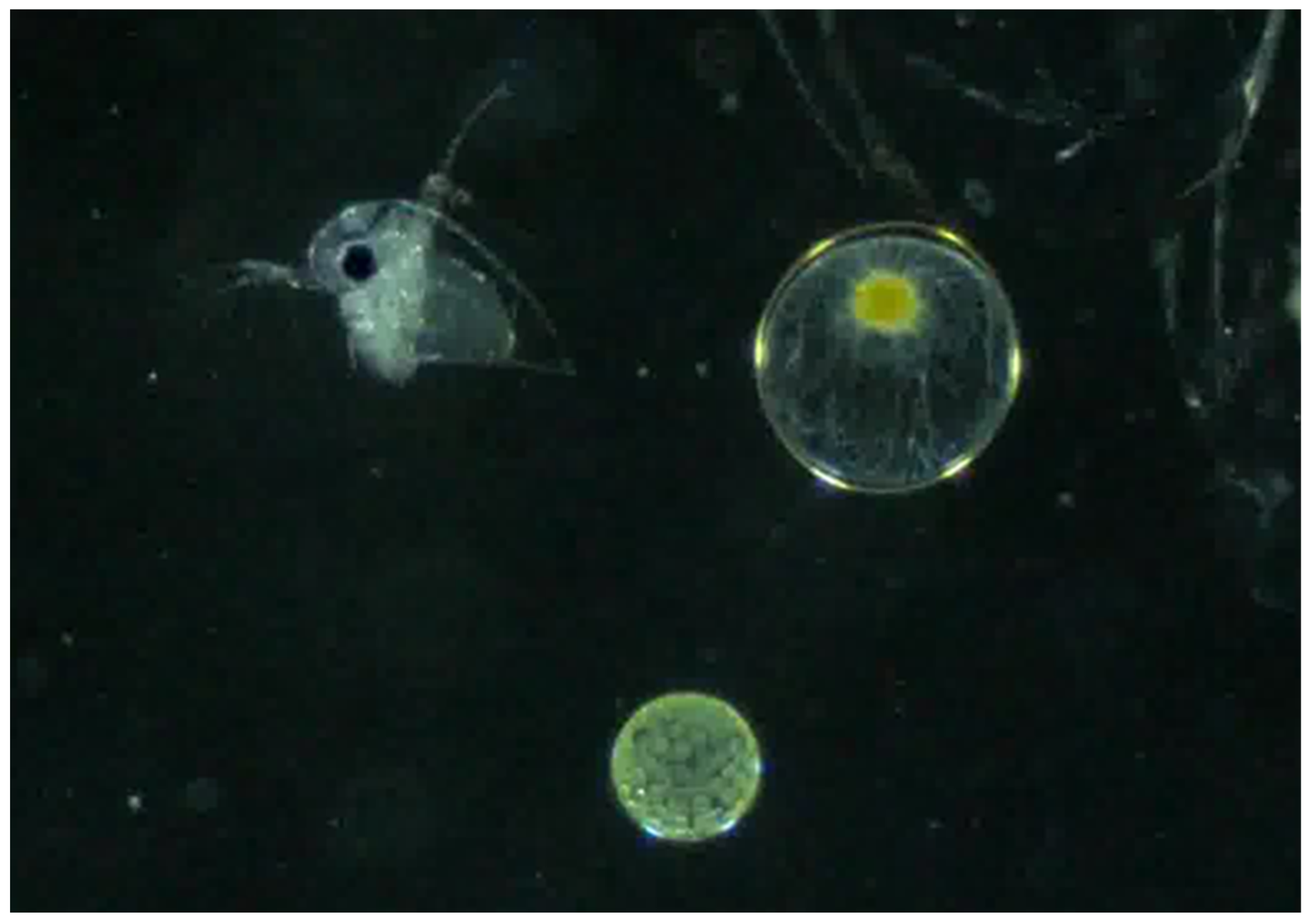 Oceans 05 00034 g002