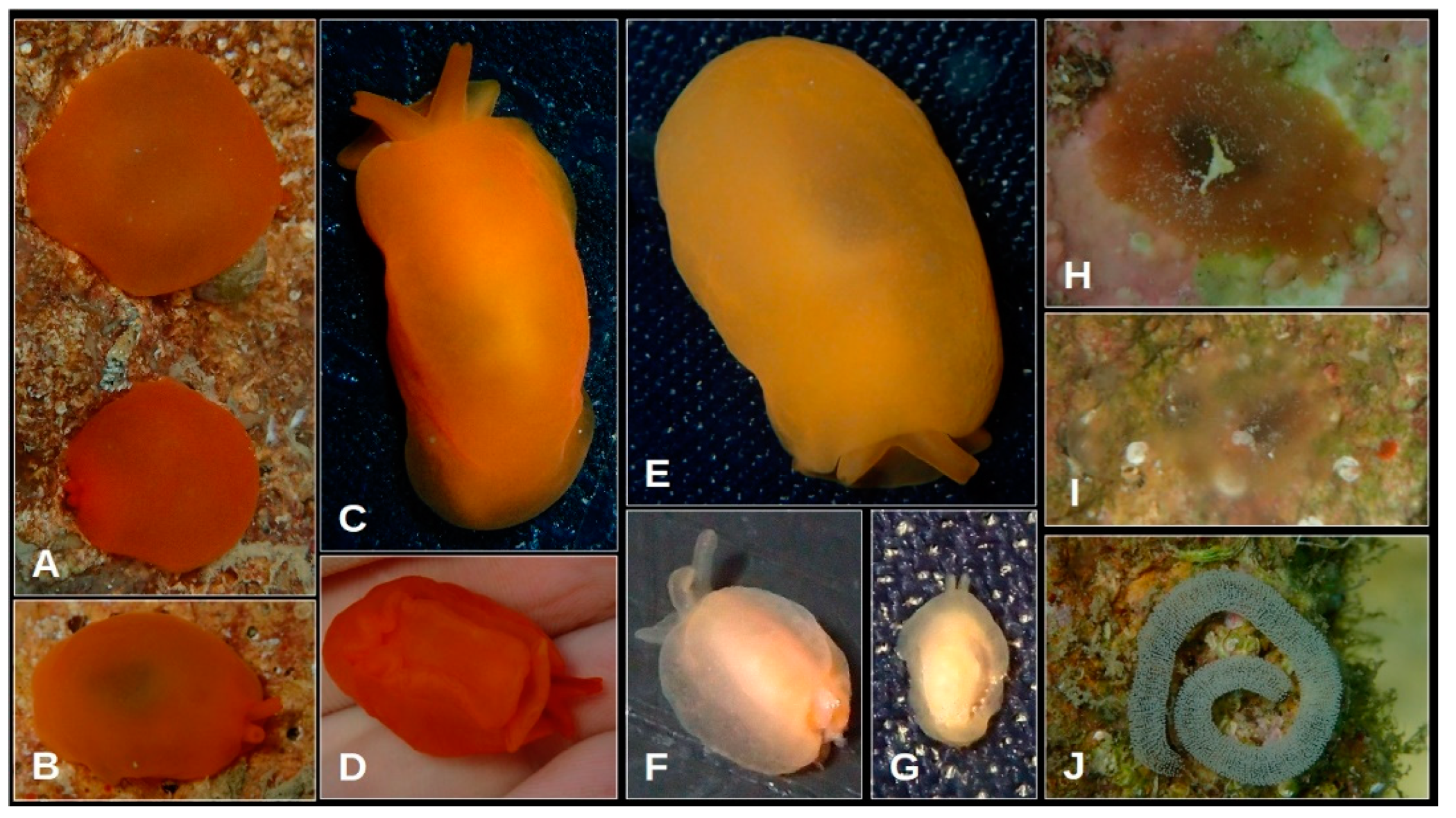 Oceans 05 00040 g005 Oceans 05 00040 g005