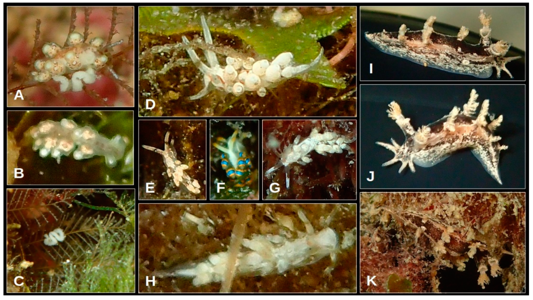 Oceans 05 00040 g009 Oceans 05 00040 g009