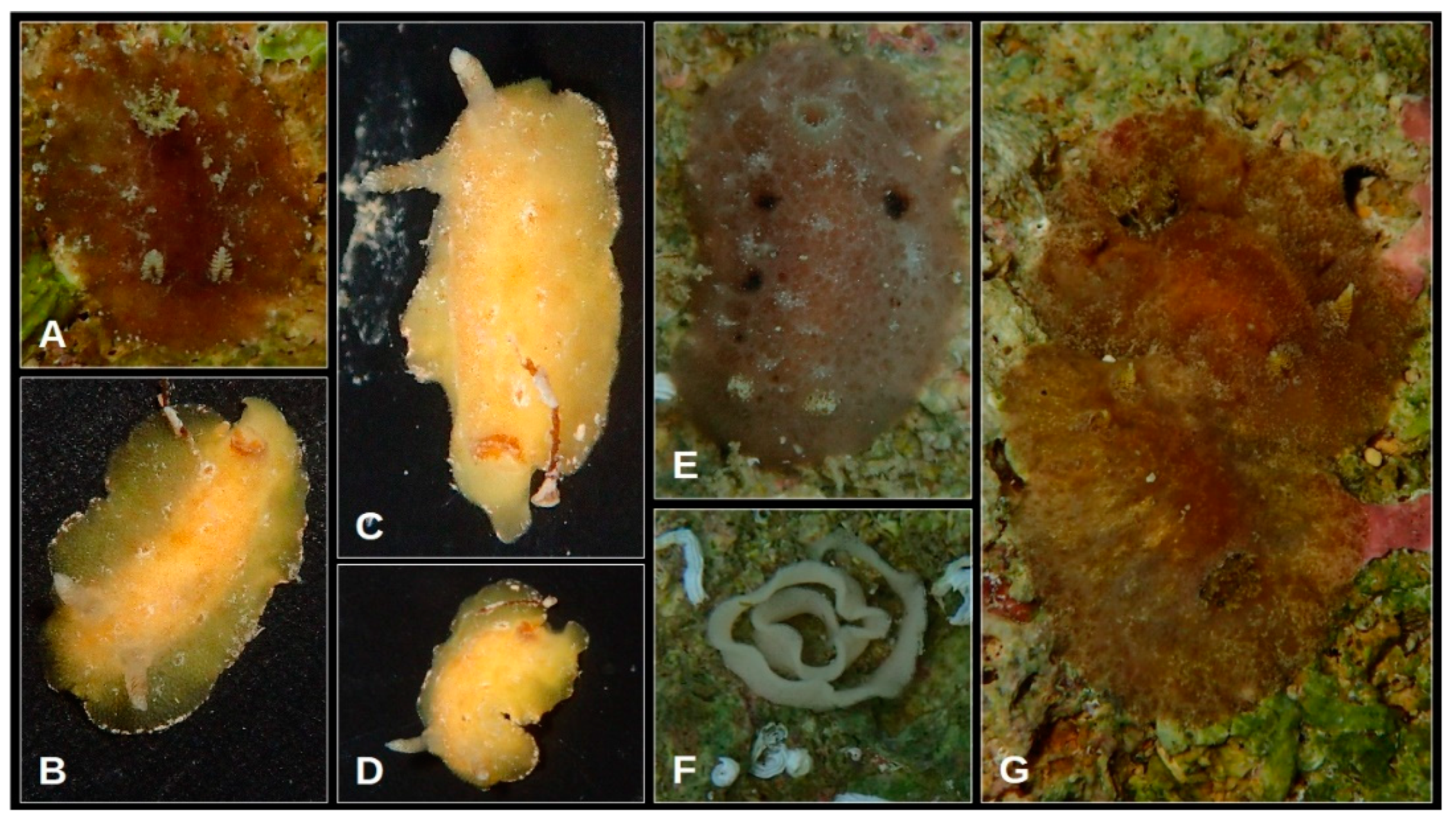 Oceans 05 00040 g011 Oceans 05 00040 g011