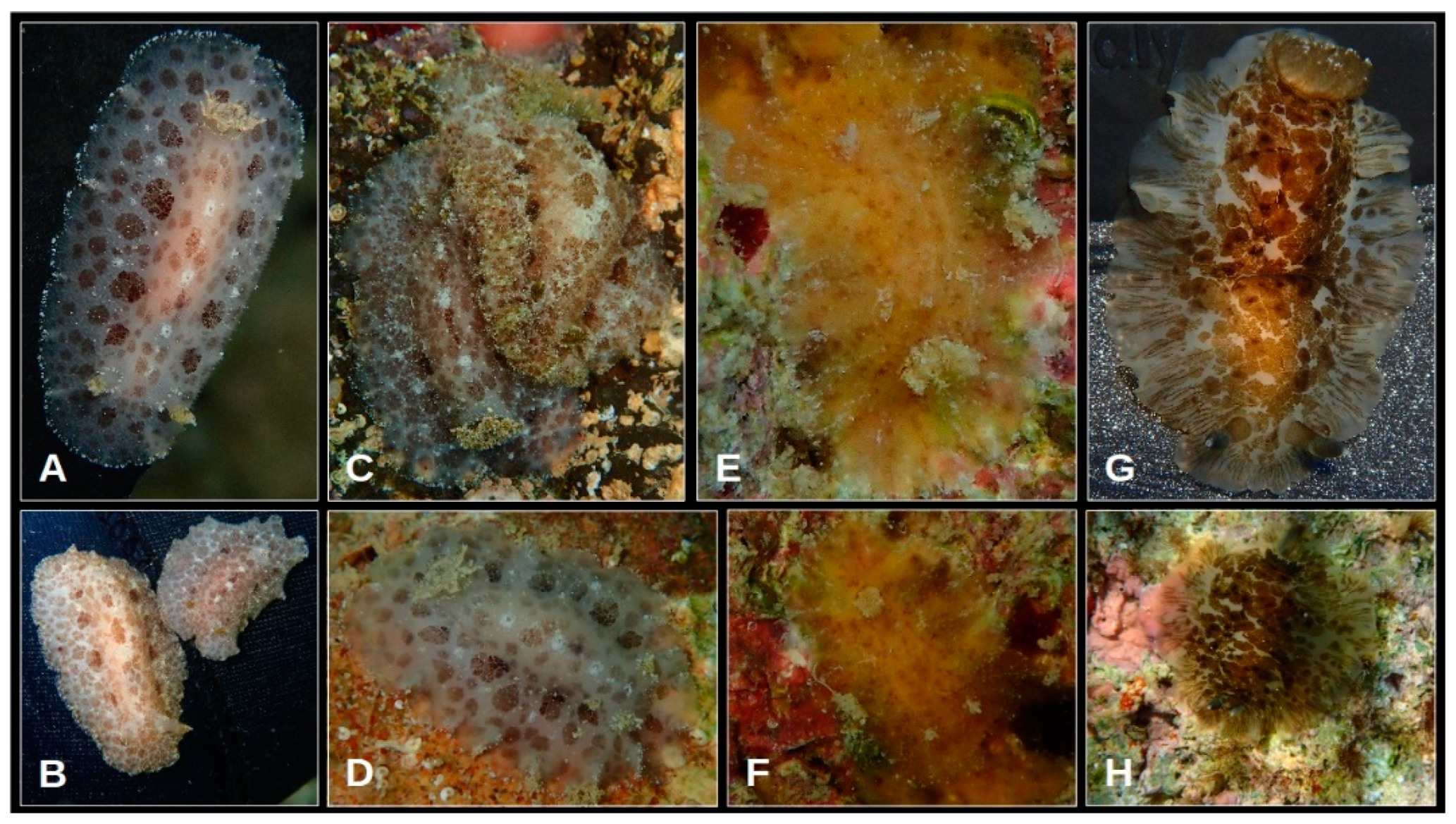 Oceans 05 00040 g012 Oceans 05 00040 g012