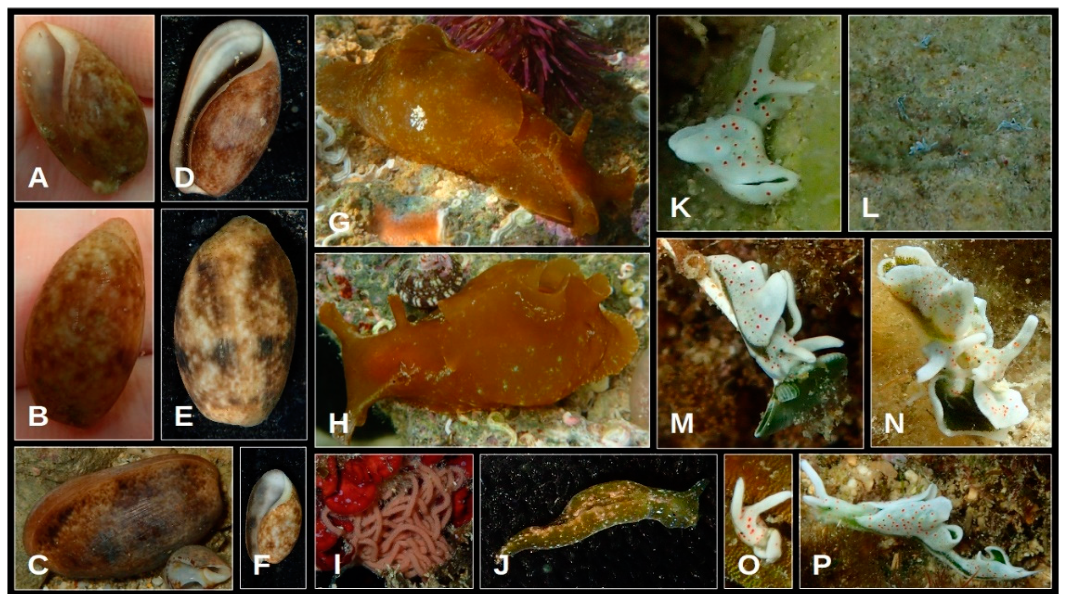 Oceans 05 00040 g014 Oceans 05 00040 g014