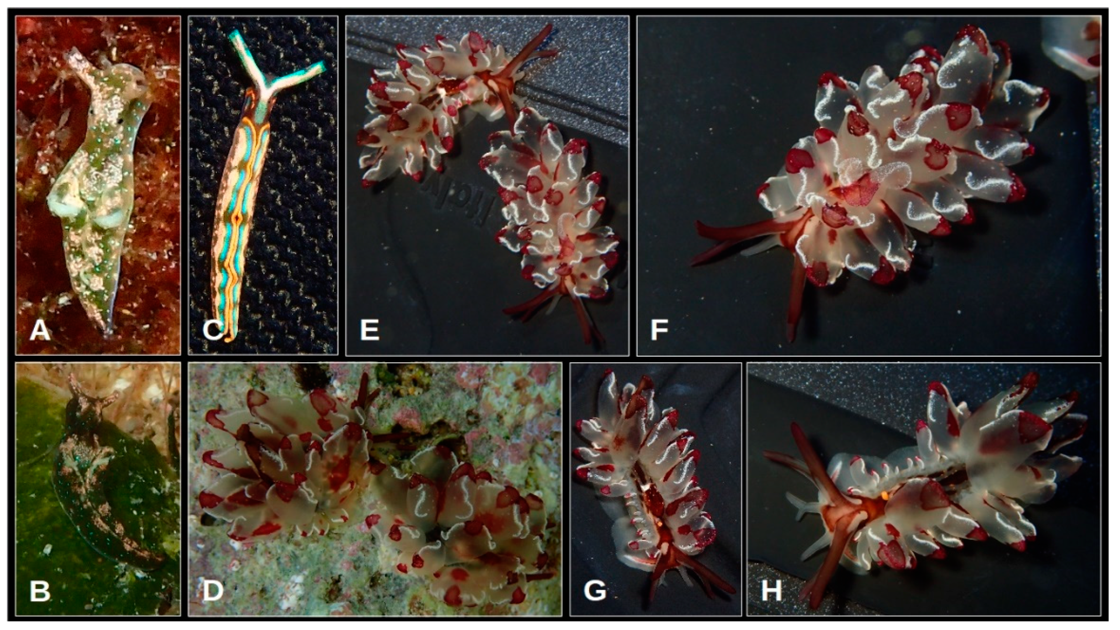 Oceans 05 00040 g016 Oceans 05 00040 g016