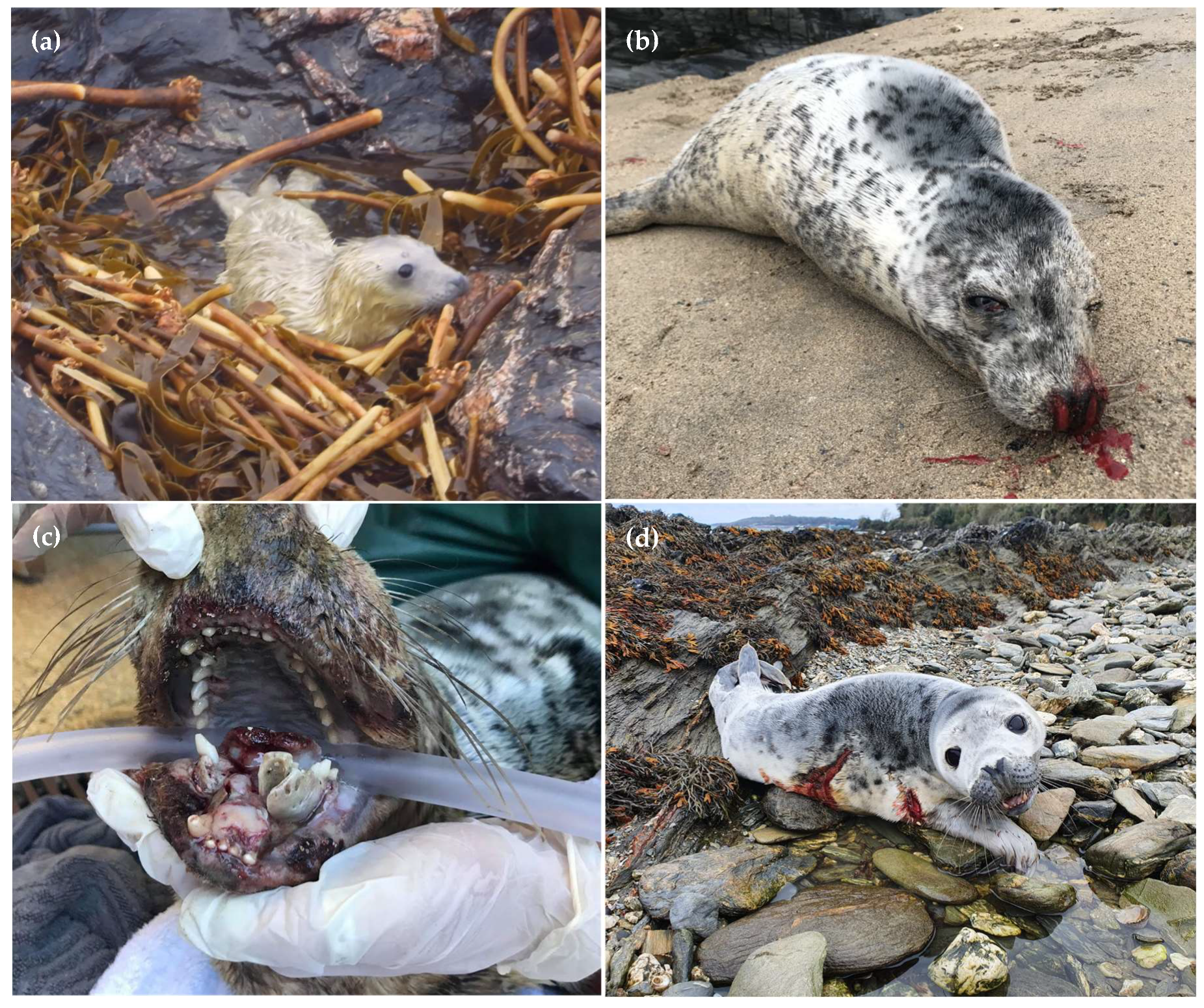 Oceans 06 00019 g002 Oceans 06 00019 g002