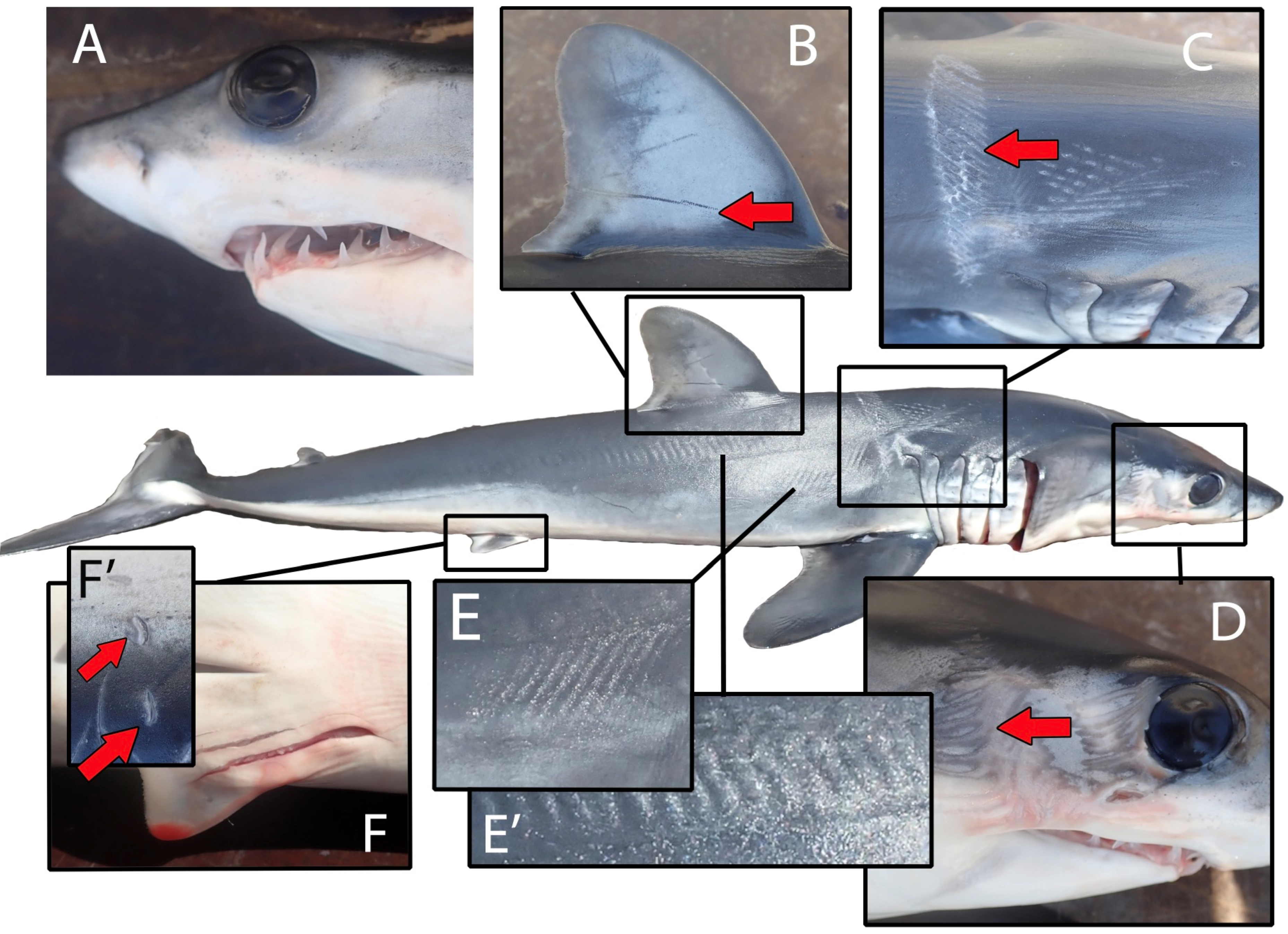 Oceans 06 00043 g001