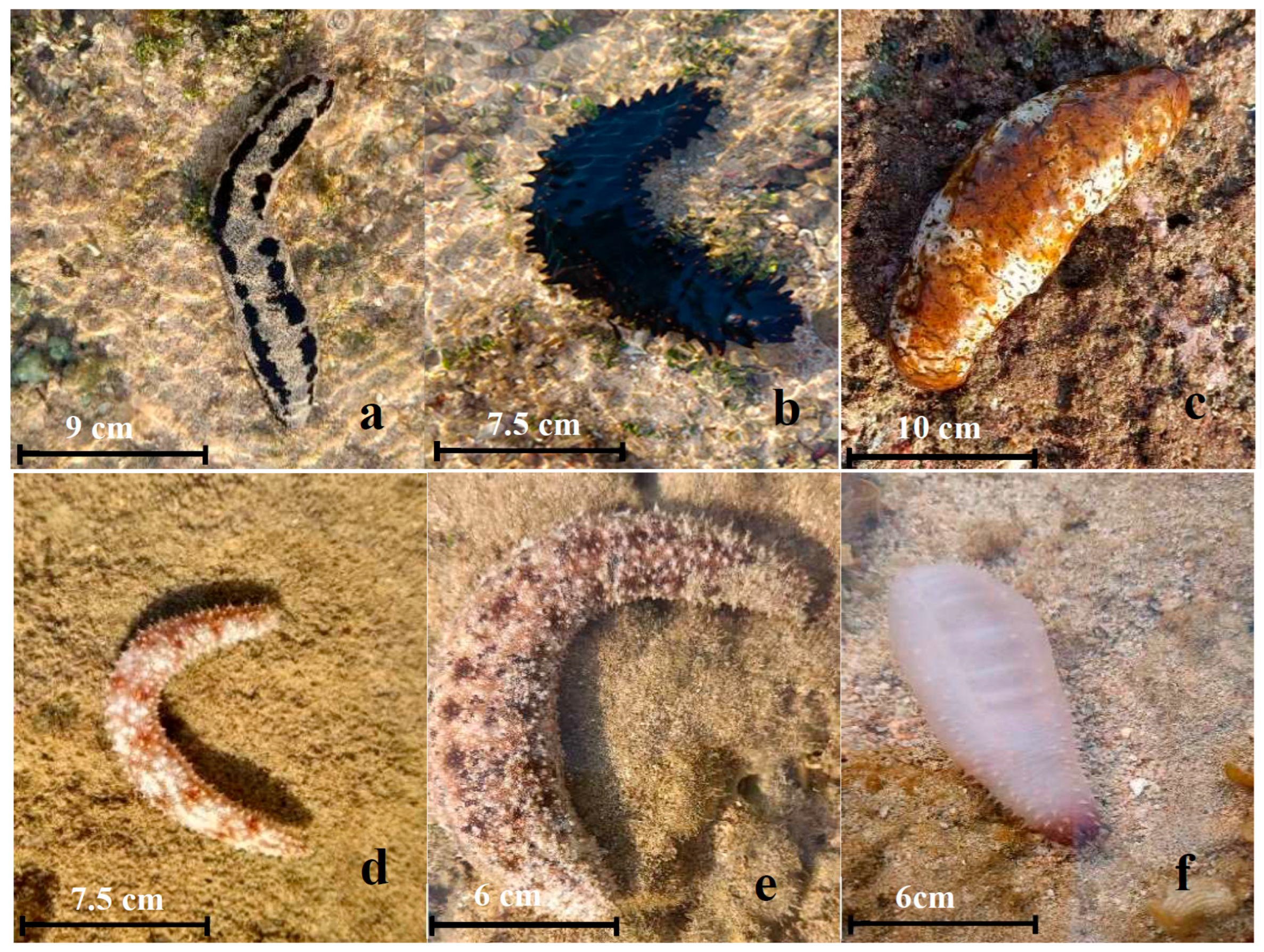 Oceans 06 00085 g002a Oceans 06 00085 g002a