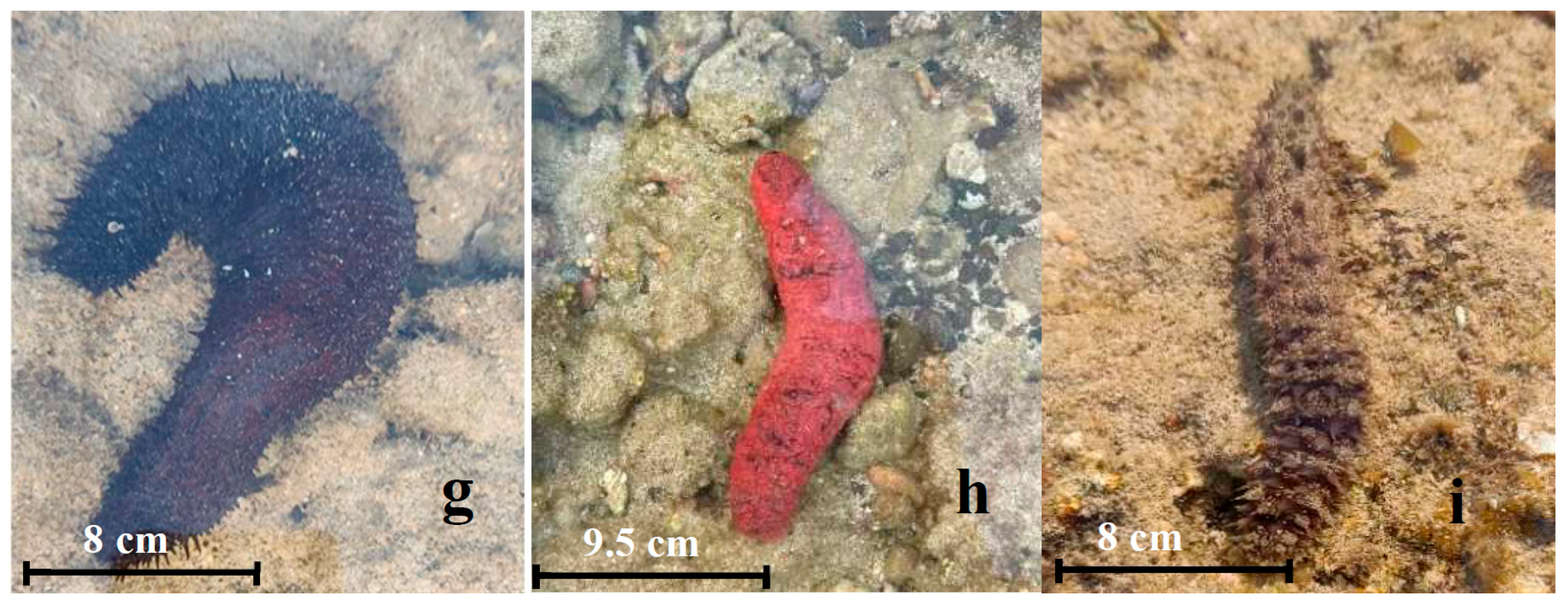 Oceans 06 00085 g002b Oceans 06 00085 g002b