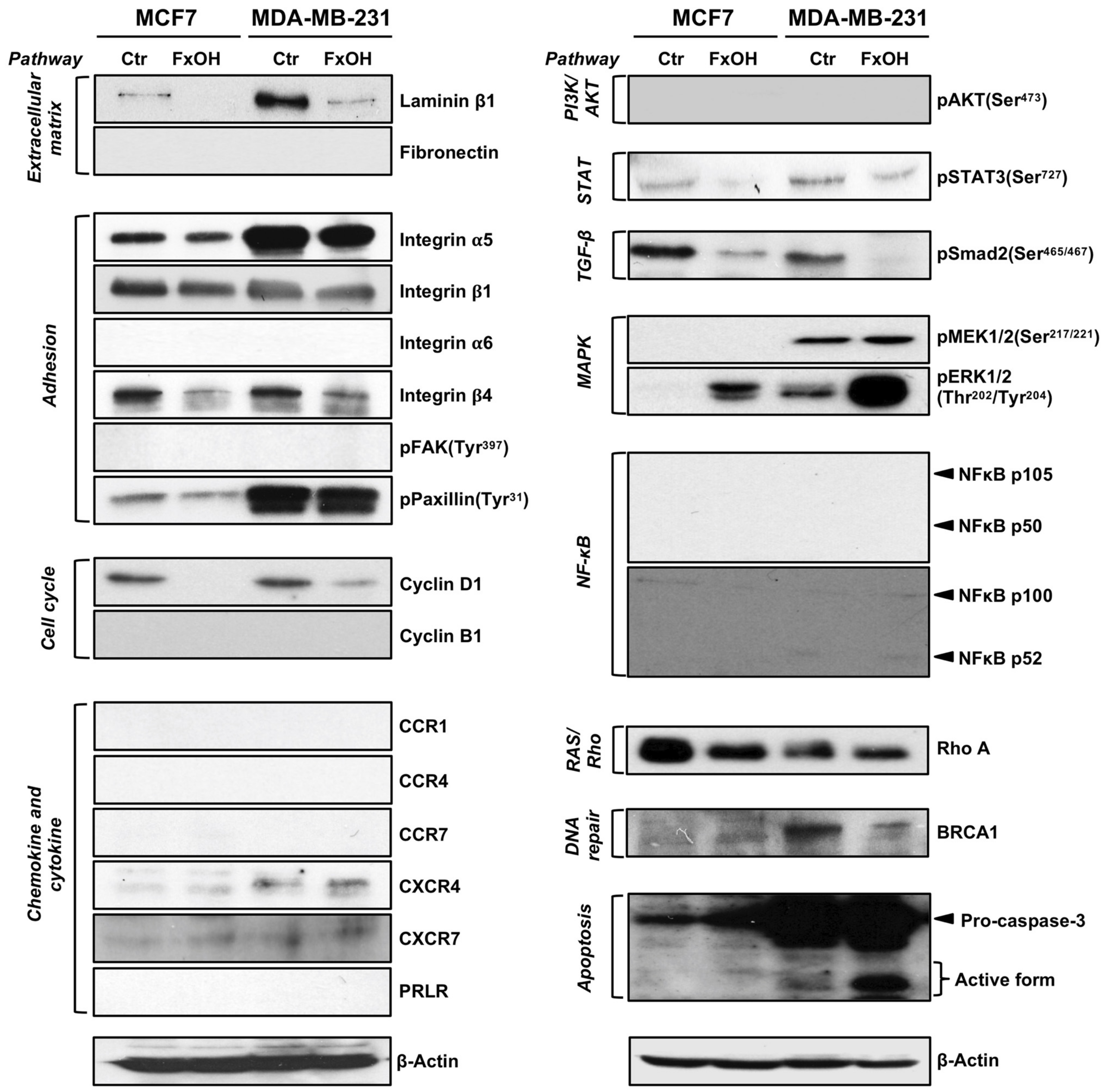 Onco 02 00010 g007 550