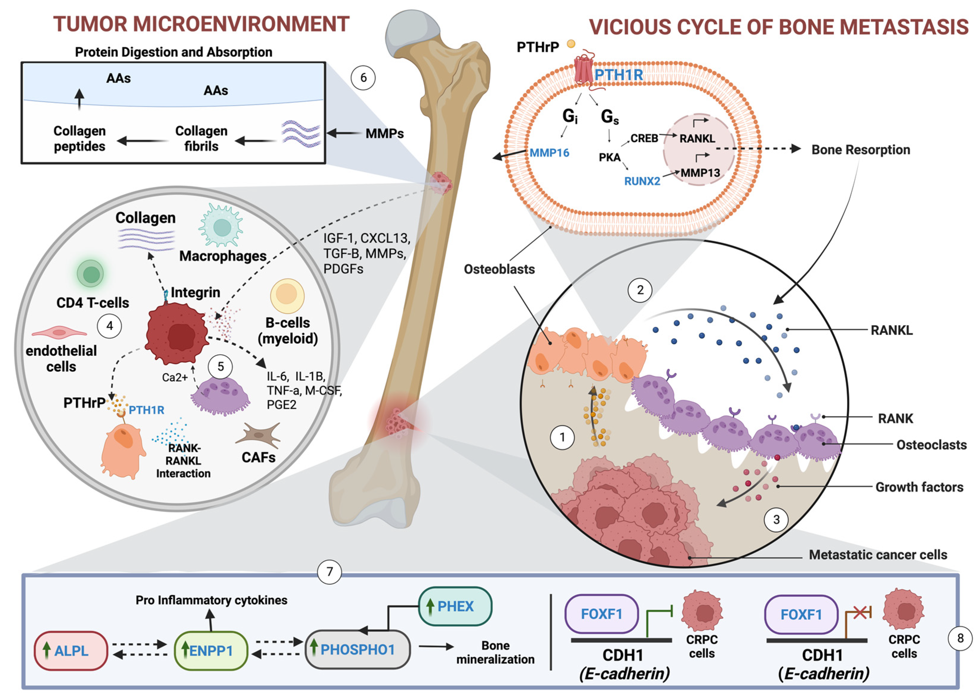 Onco 03 00007 g006 Onco 03 00007 g006