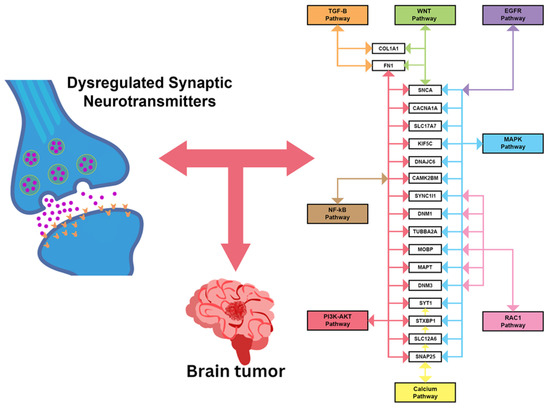 Hub Gene Clusters Reveal Dysregulated Synaptic Neurotransmitter