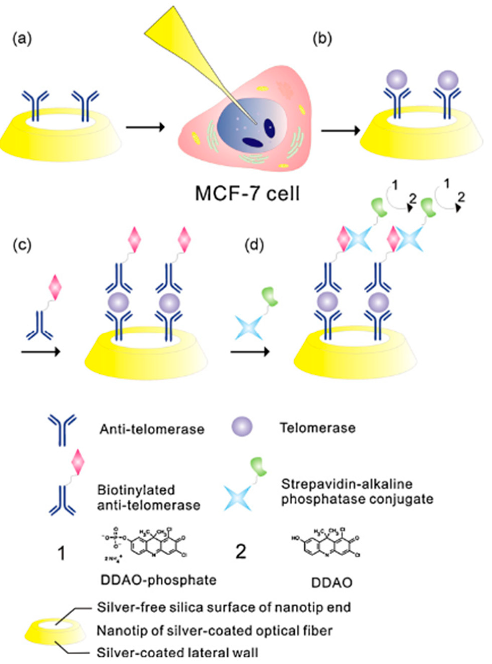Optics 01 00017 g003 Optics 01 00017 g003