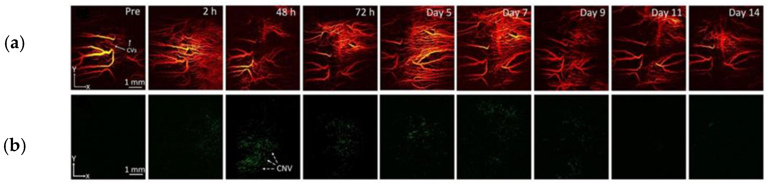 Optics 04 00007 g010 Optics 04 00007 g010