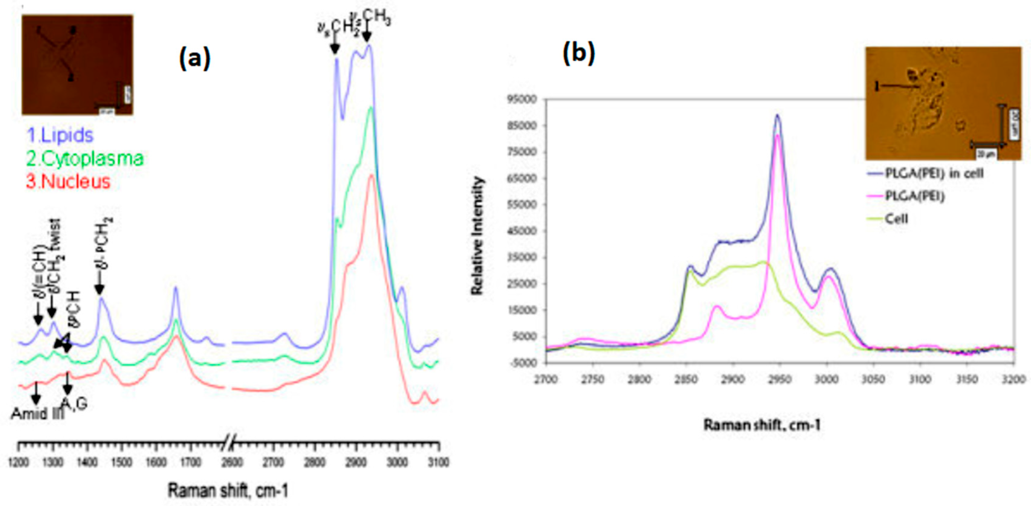 Optics 05 00031 g002