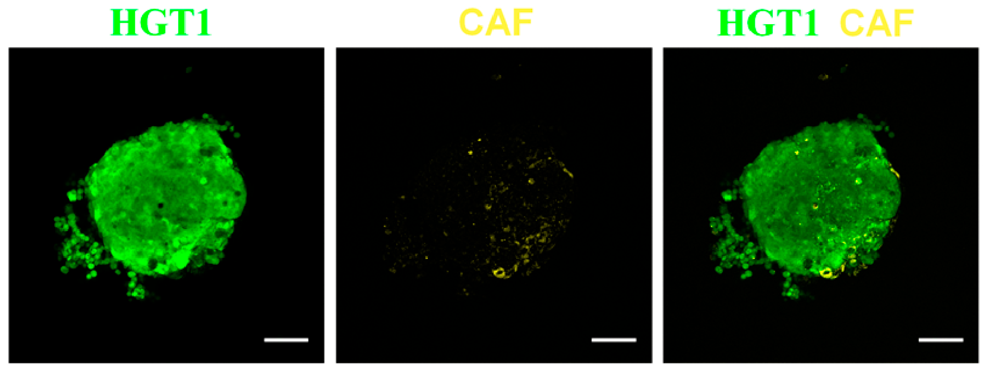Optics 05 00031 g005