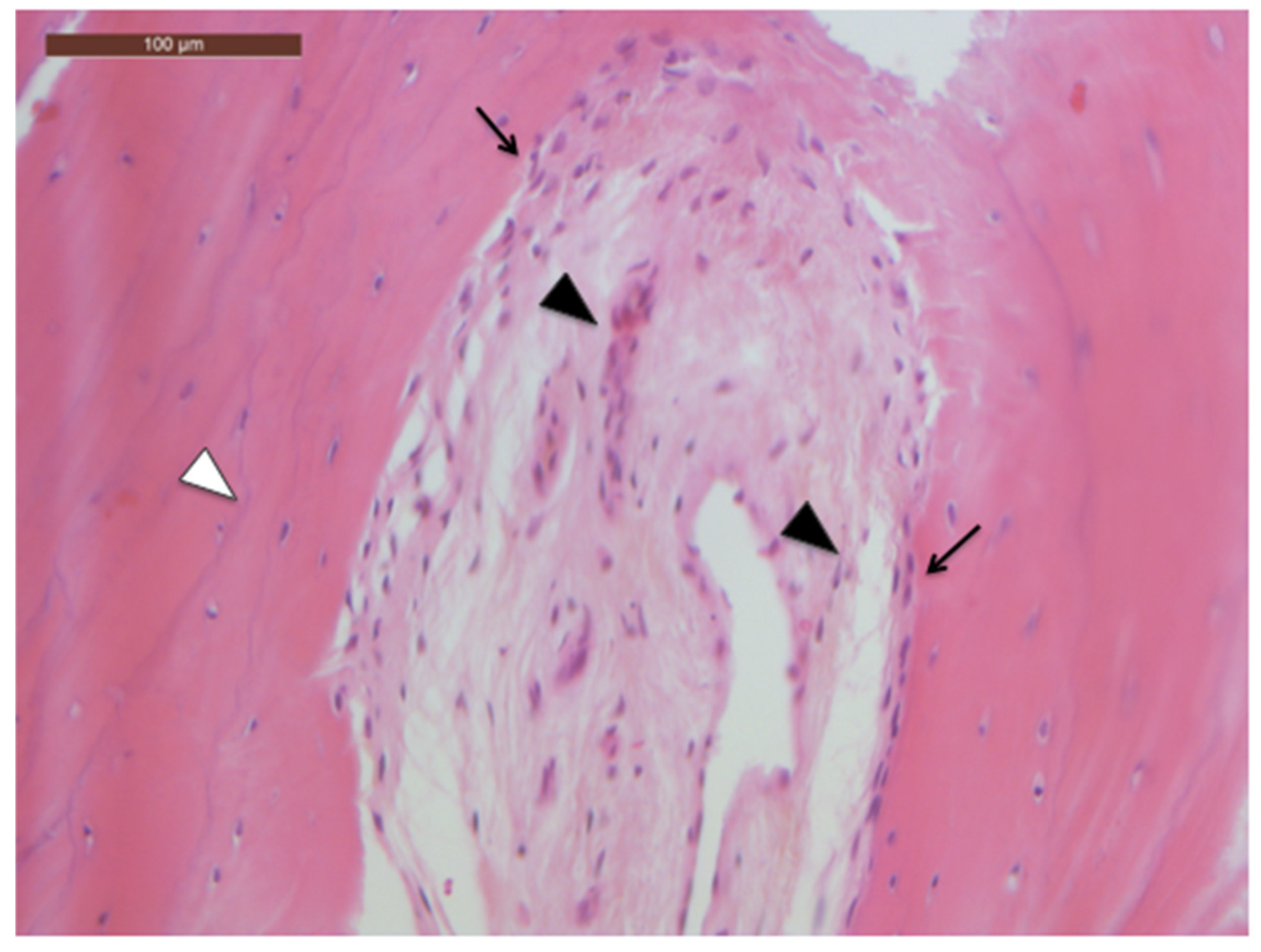 Oral 02 00006 g004 550