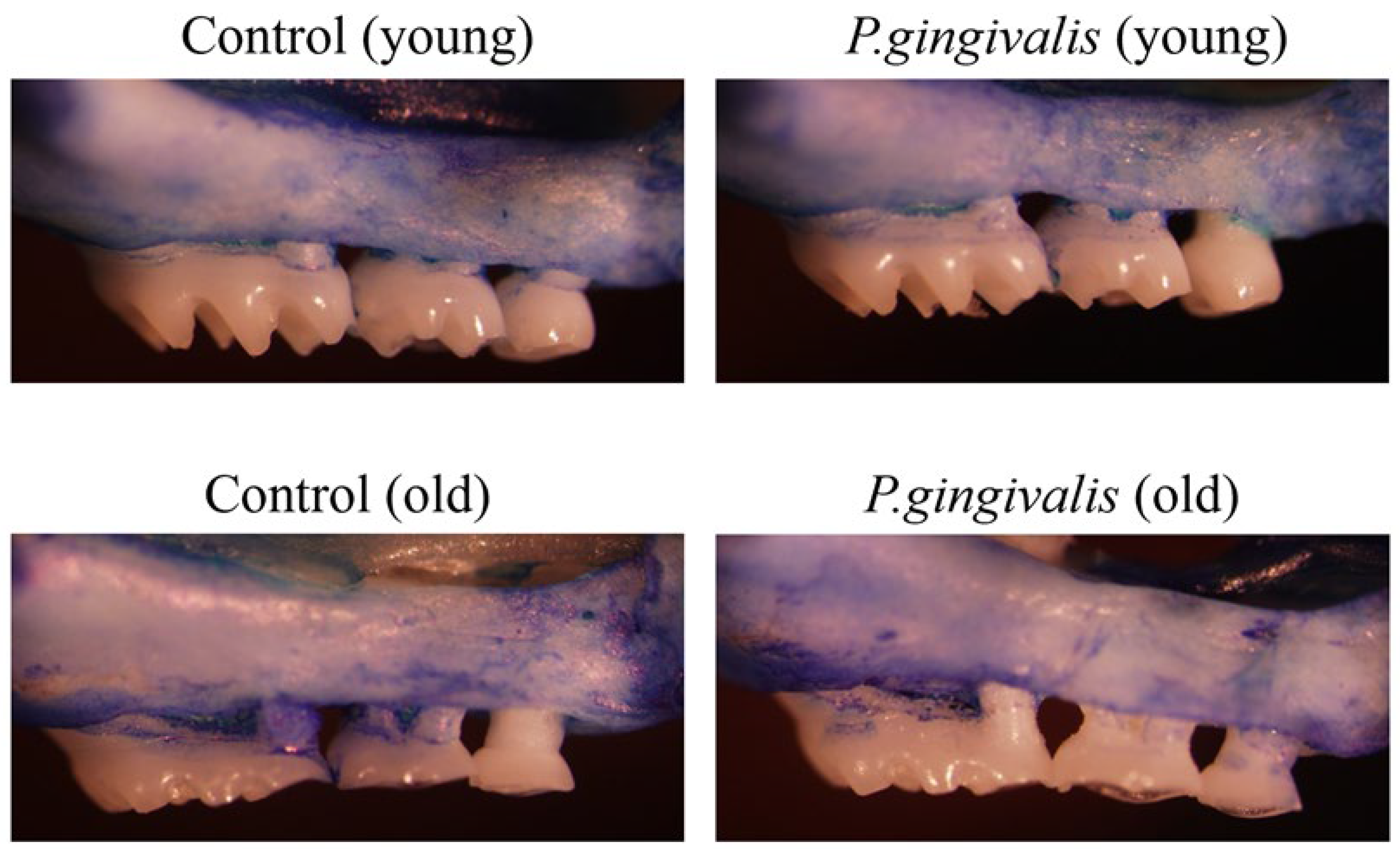 Oral 05 00051 g004 Oral 05 00051 g004