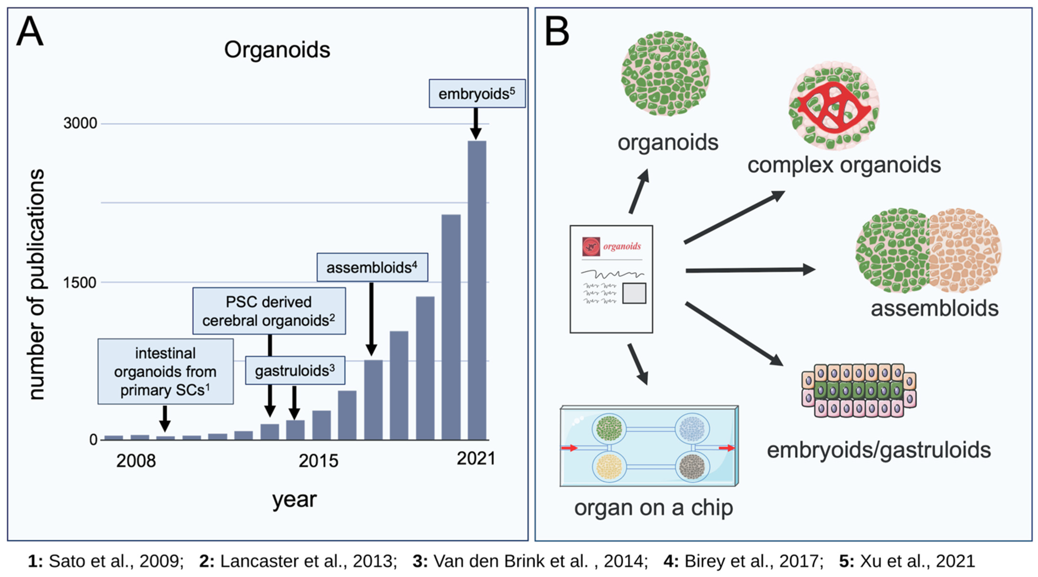 Organoids 01 00004 g001