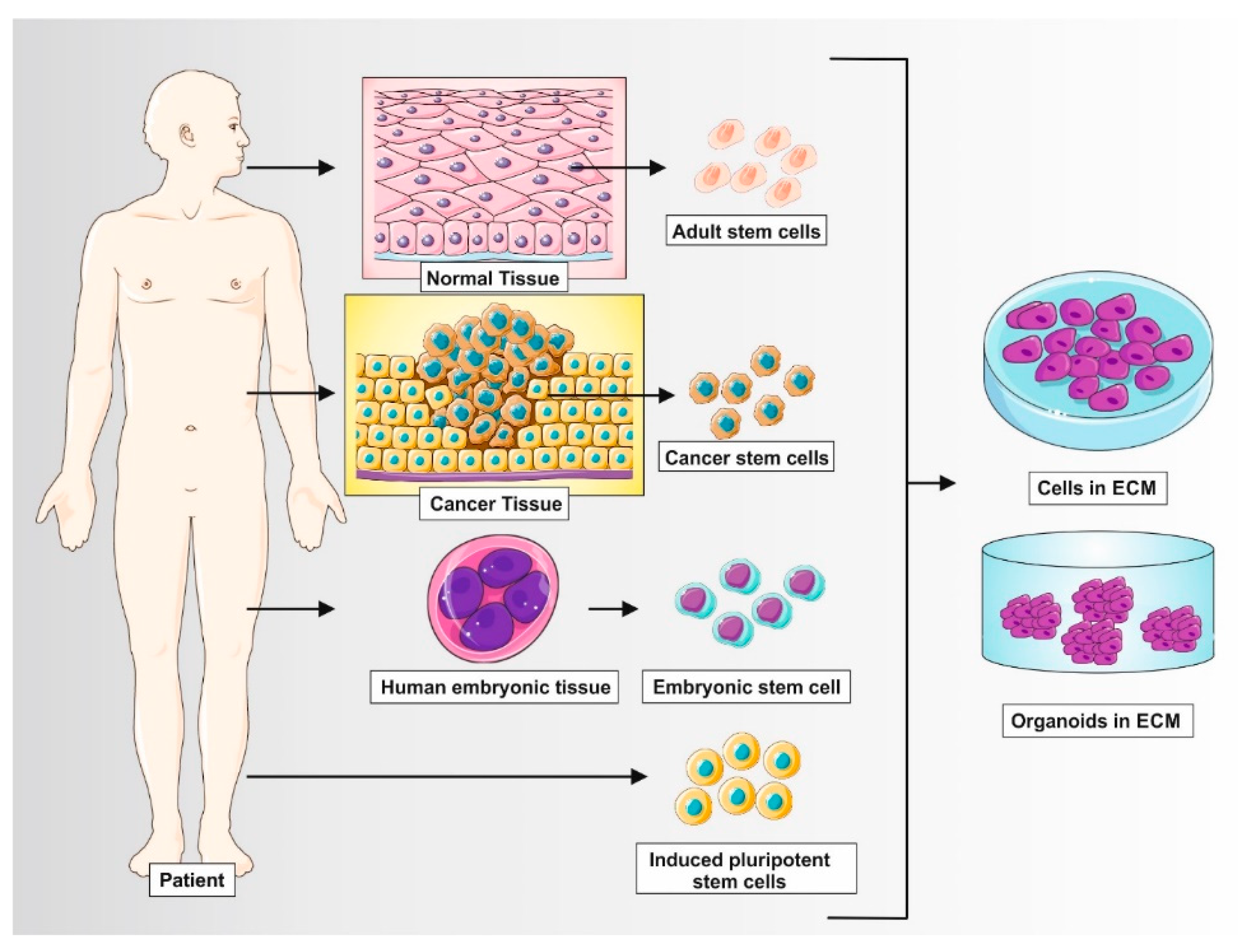 Organoids 01 00007 g002