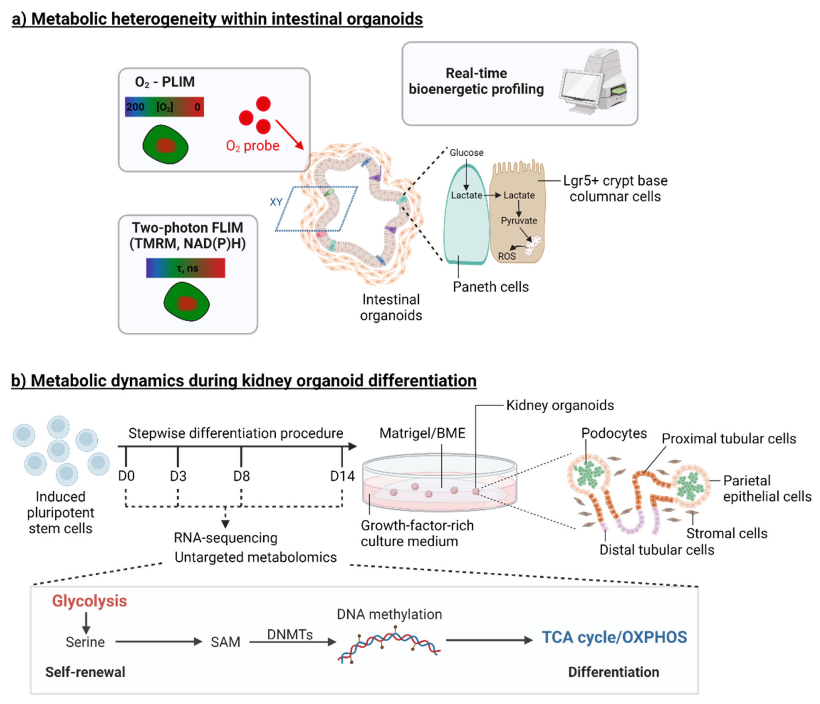 Organoids 01 00008 g002