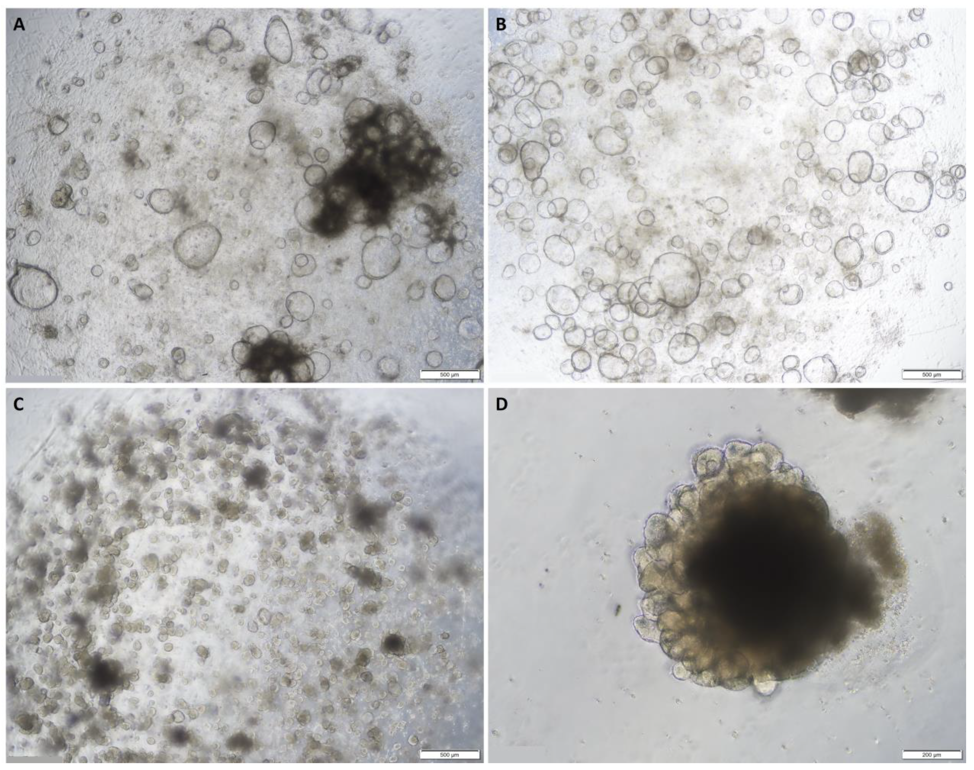 Organoids 02 00003 g001 Organoids 02 00003 g001