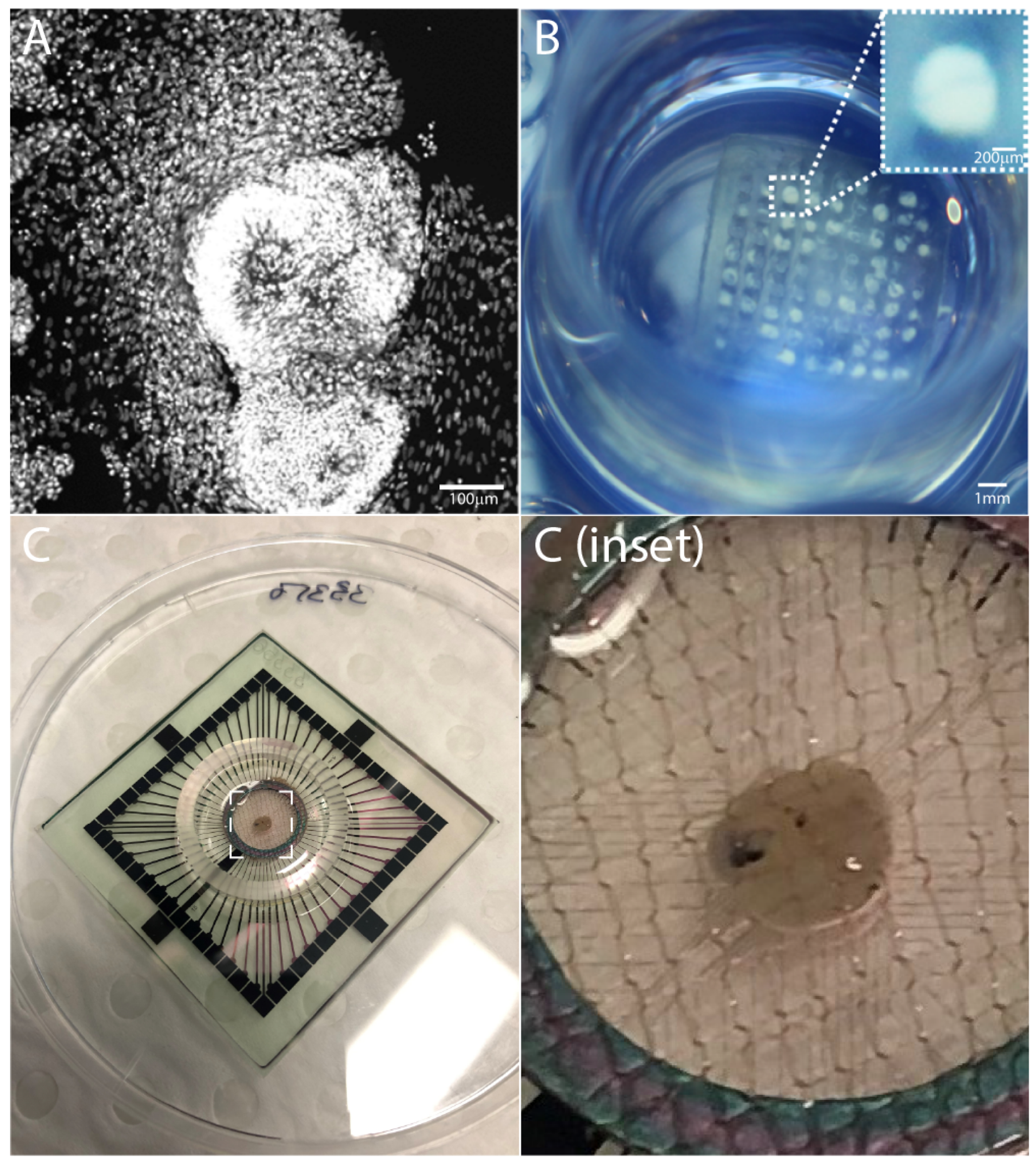 Organoids 02 00004 g001