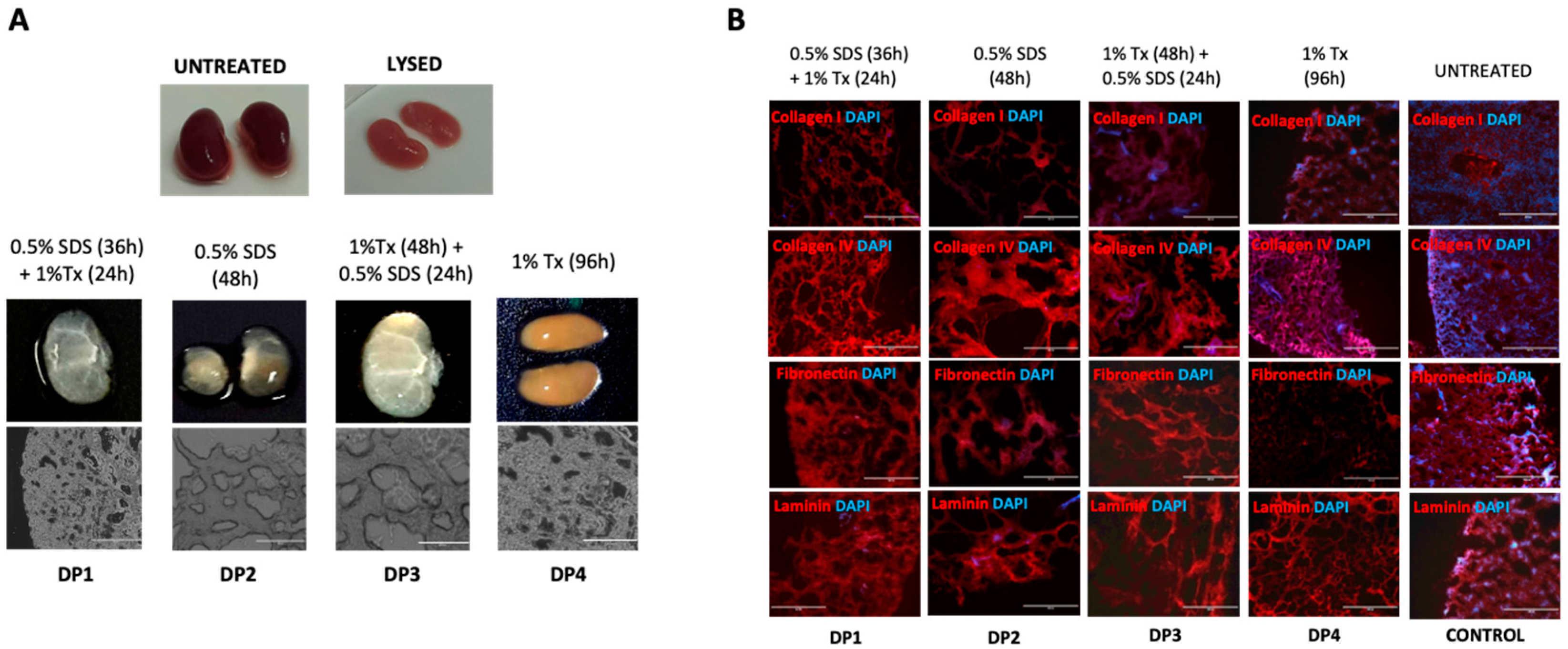 Organoids 02 00005 g001
