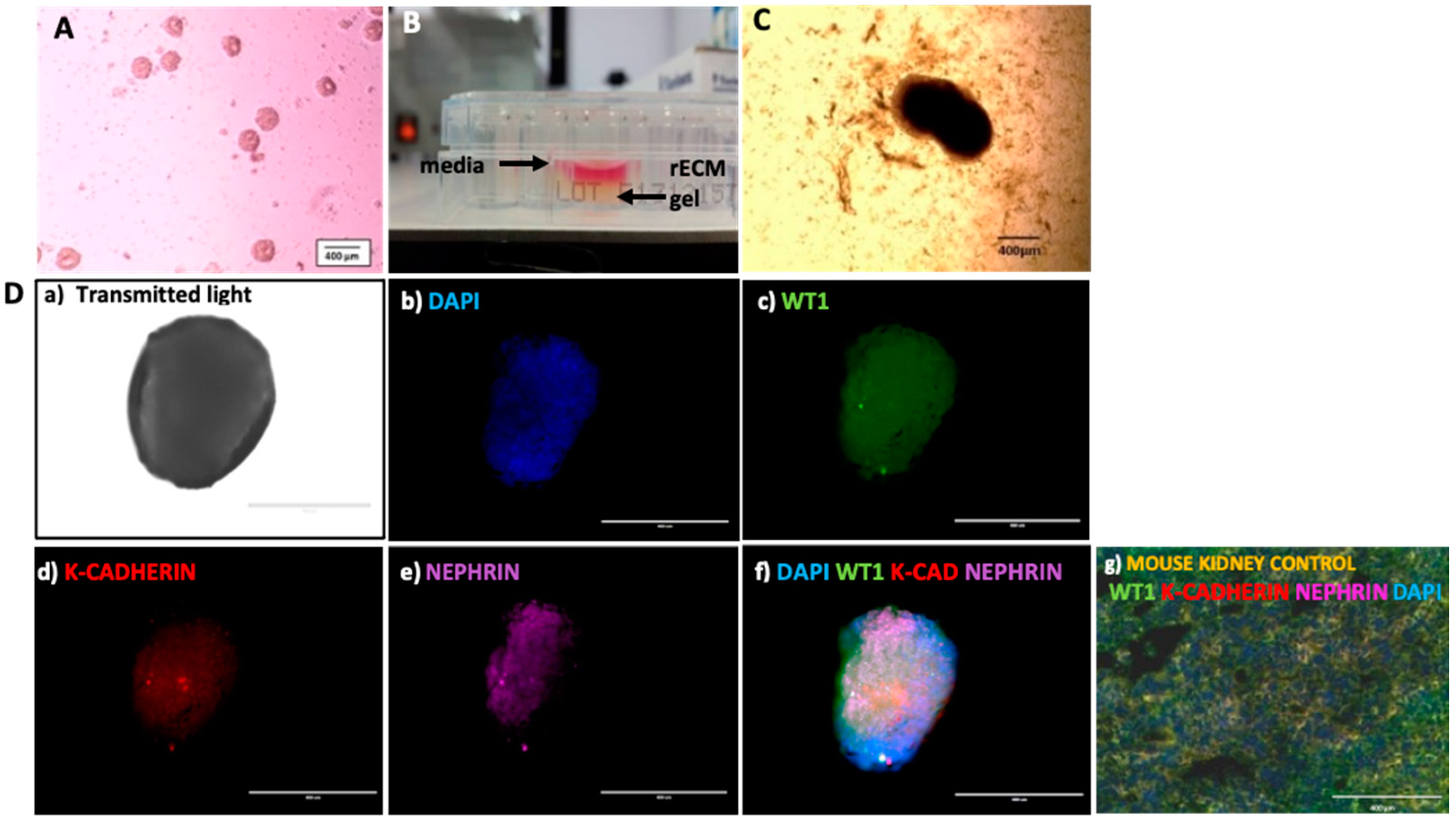 Organoids 02 00005 g003